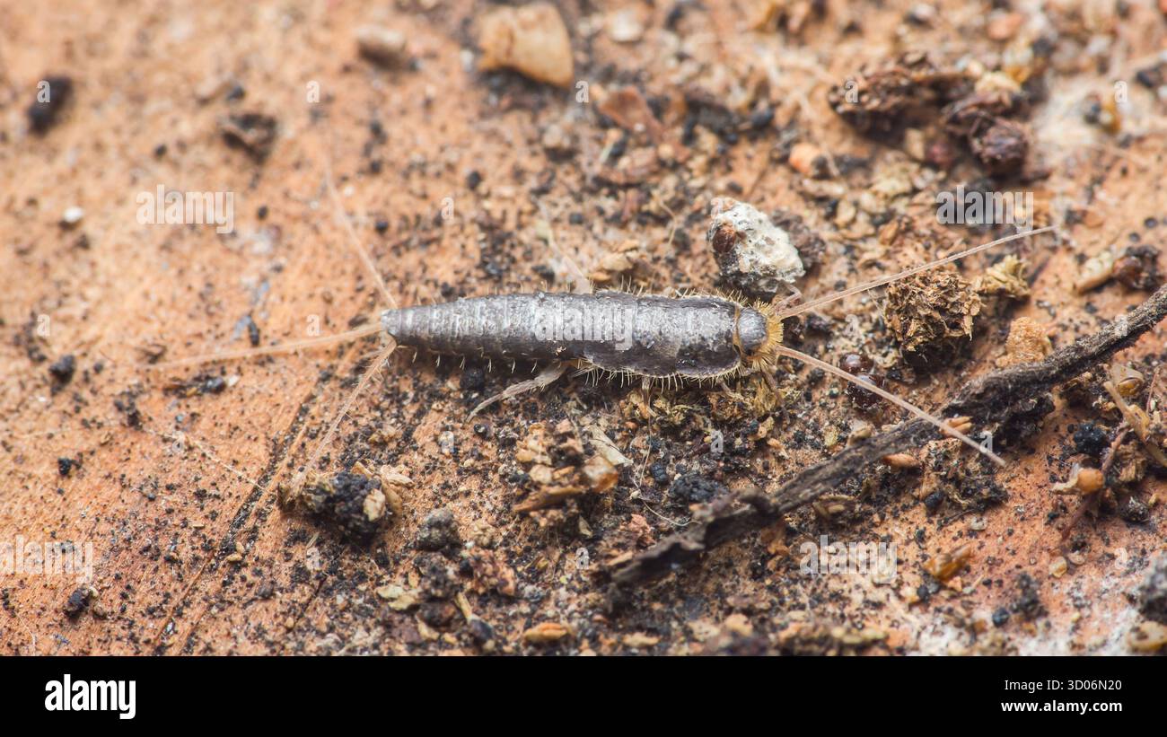 Silberfischinsekte mit charakteristischen Antennen und segmentiertem Körper, kriechen über eine strukturierte Oberfläche aus braunem Schmutz und kleinen Trümmern, Highlighti Stockfoto