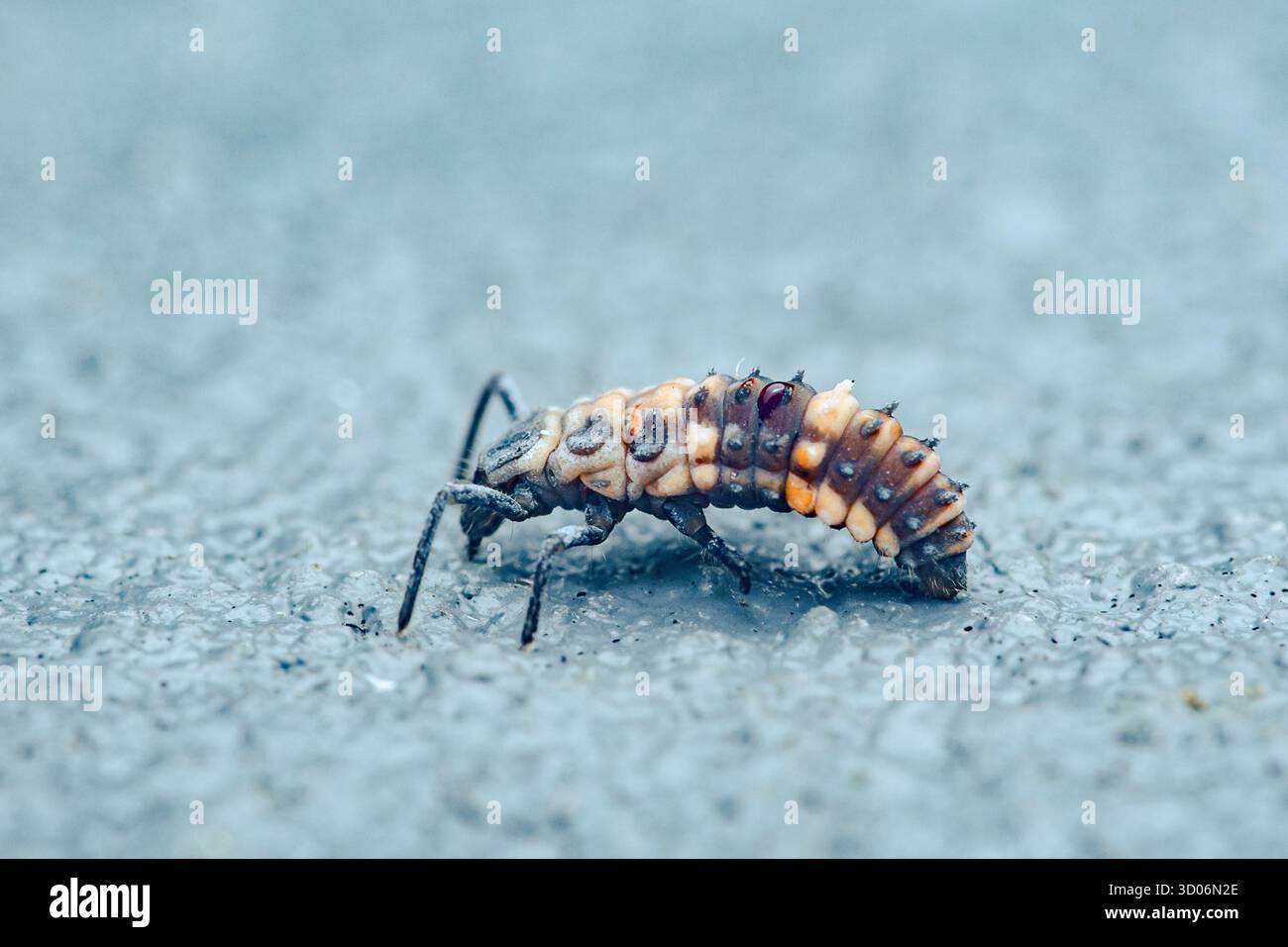 Marienkäfer-Larve krabbelt über eine strukturierte, blassblaue Oberfläche und sucht nach Blattläusen, die zu fressen sind. Sie veranschaulicht das Stadium der Raublarve, das Wachstum und die biologische pes Stockfoto