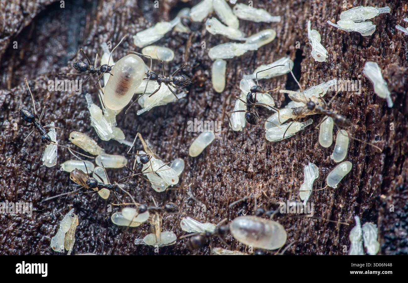 Ameisen bewegen sich fleißig und schützen ihre sich entwickelnden Puppen und Larven innerhalb der komplizierten Strukturen ihrer unterirdischen Kolonie, wobei cooper gezeigt wird Stockfoto