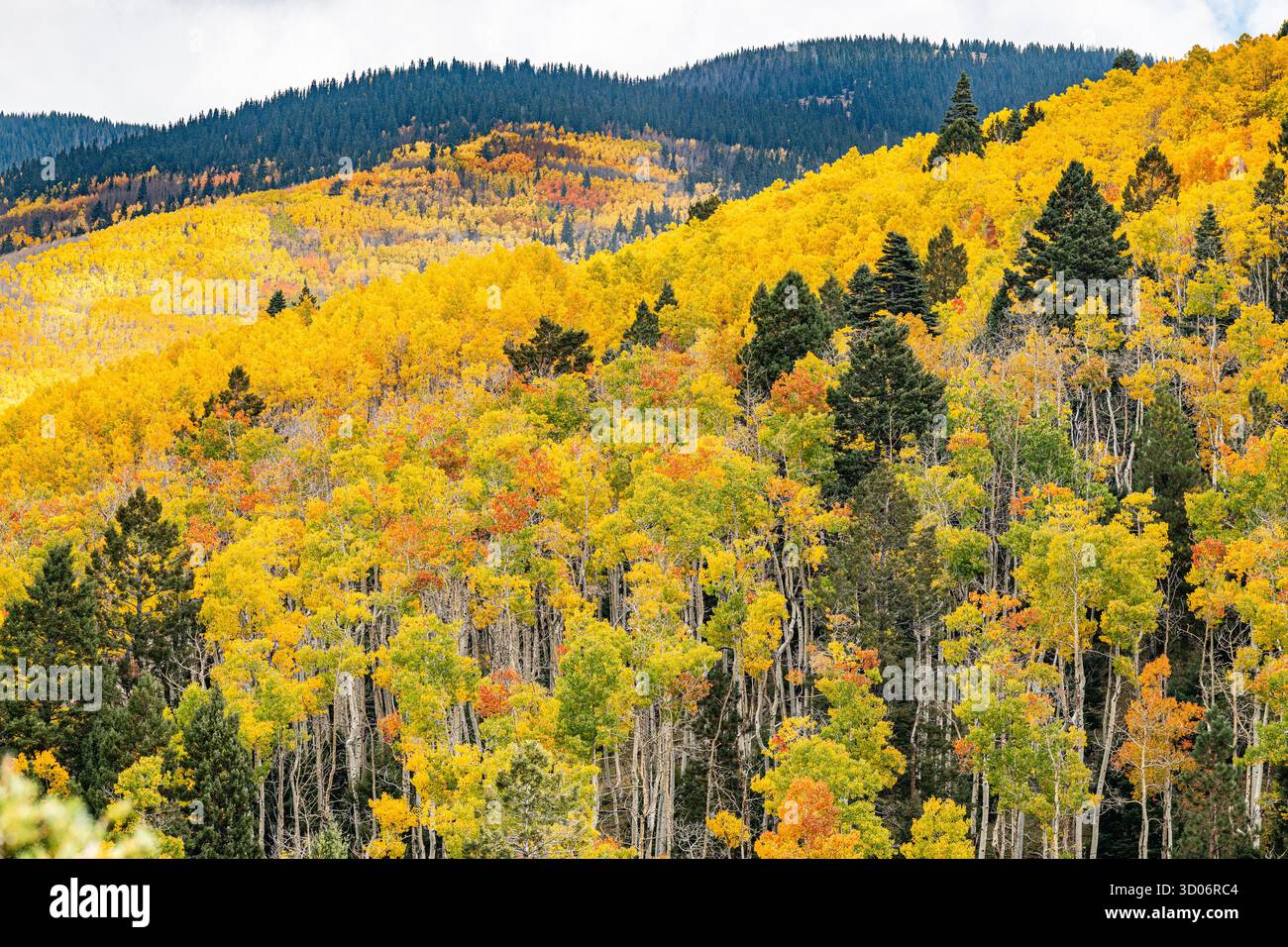 Gelbe Aspenblätter am Berghang zeigen Herbstfarben und Herbstfarben im Santa Fe Forest National Park - New Mexico Mountains Pae Stockfoto