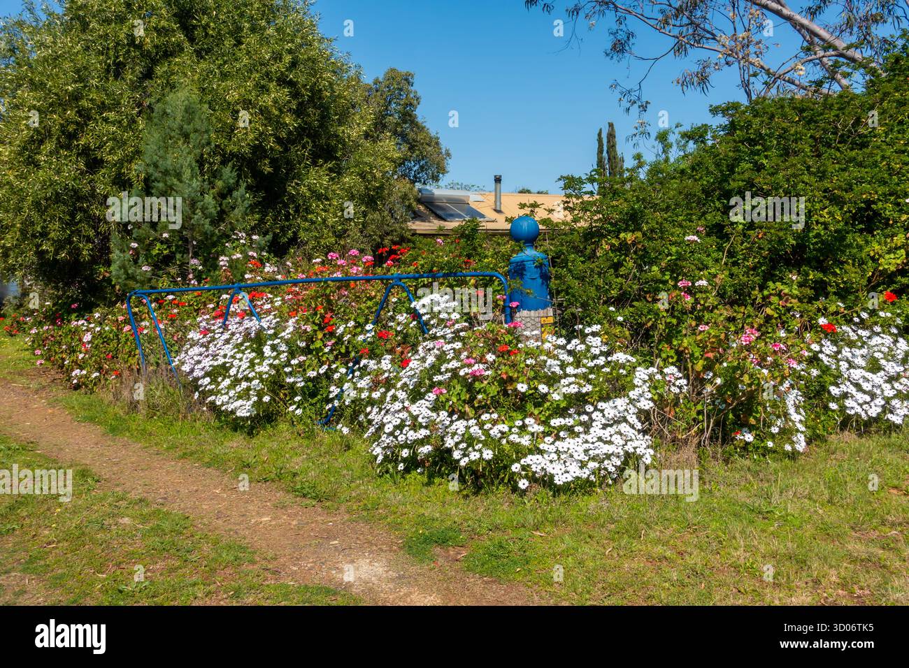 Weiße Gänseblümchen, rote Geranien und rosa Geranien an einem Bauernhof-Tor an einem sonnigen Frühlingsmorgen in der Nähe von Tamworth NSW Australien Stockfoto