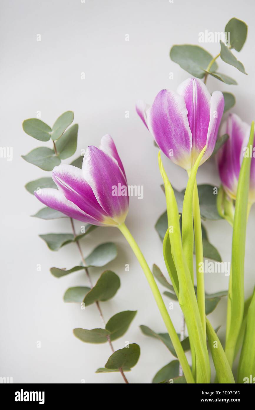 Schöne lila Tulpe mit Eukalyptus auf einem weißen Stuhl. Frühlingsstimmung, März 8th Stockfoto