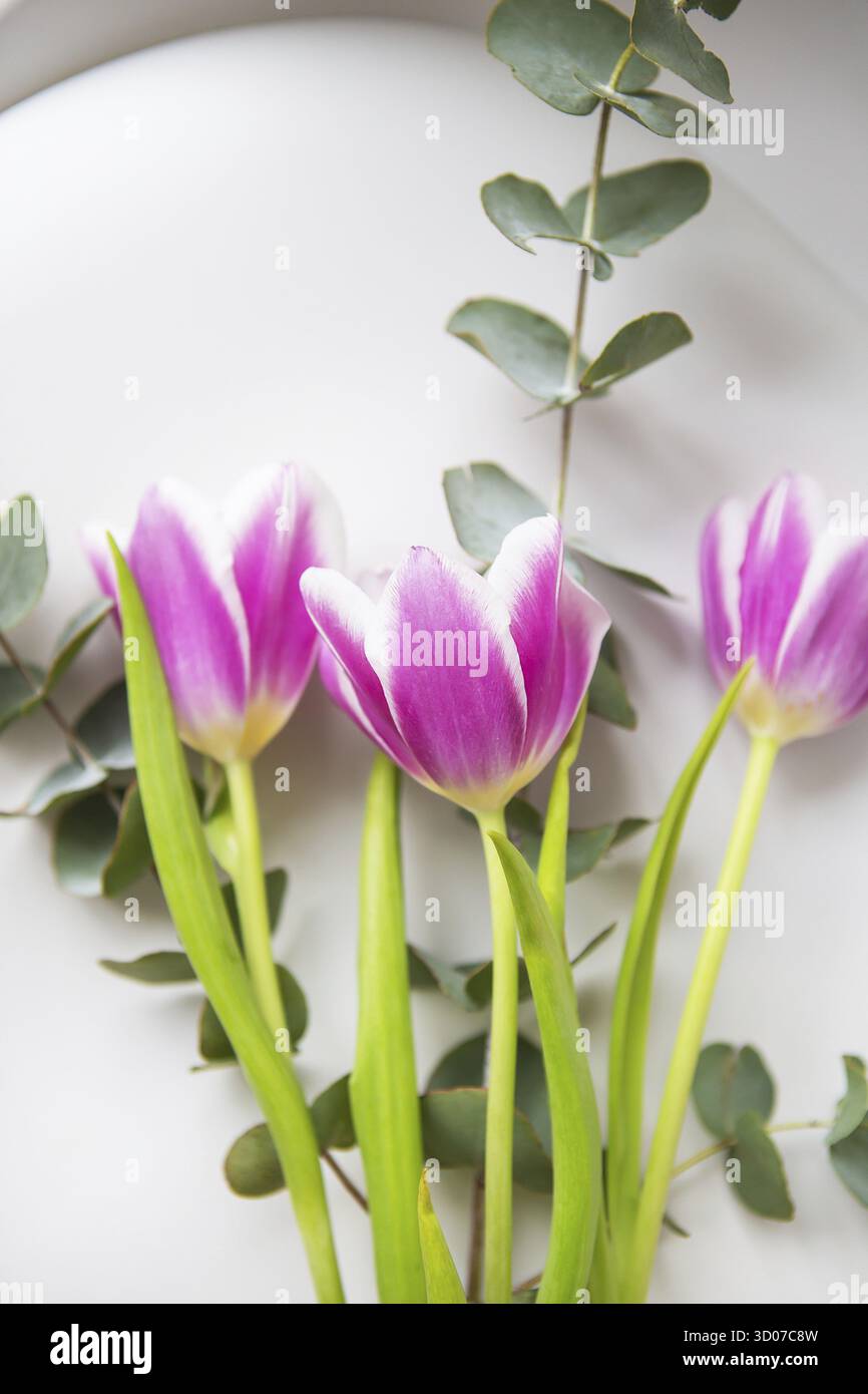 Schöne lila Tulpe mit Eukalyptus auf einem weißen Stuhl. Frühlingsstimmung. Postkarte für März 8 Stockfoto