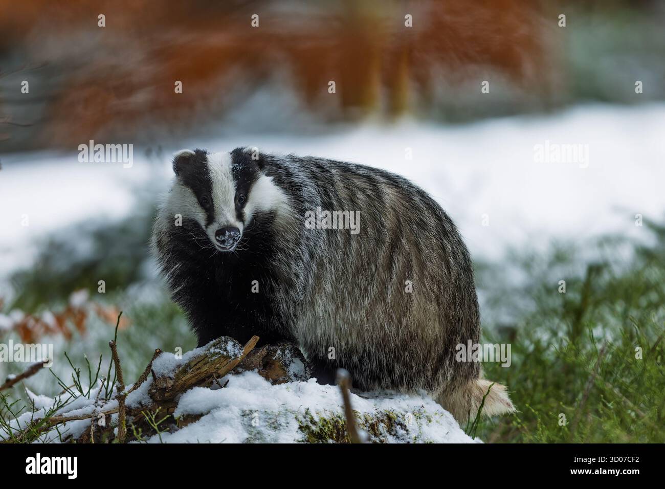 Alter Europäischer Dachs (Meles meles) im verschneiten Winterwald Stockfoto