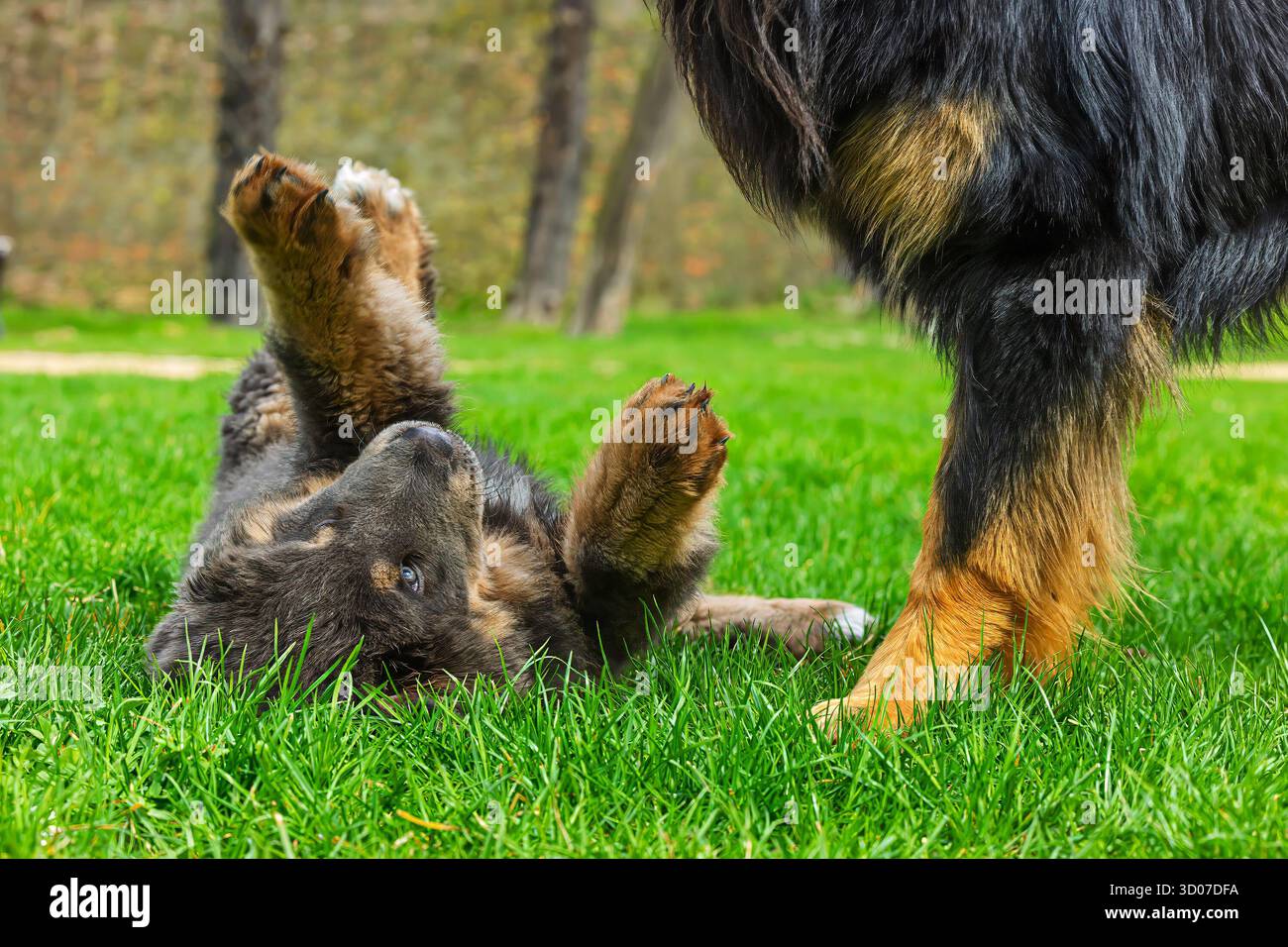 Weiblicher Welpe Tibetischer Mastiff-Welpe liegt unter einem großen Hund Stockfoto