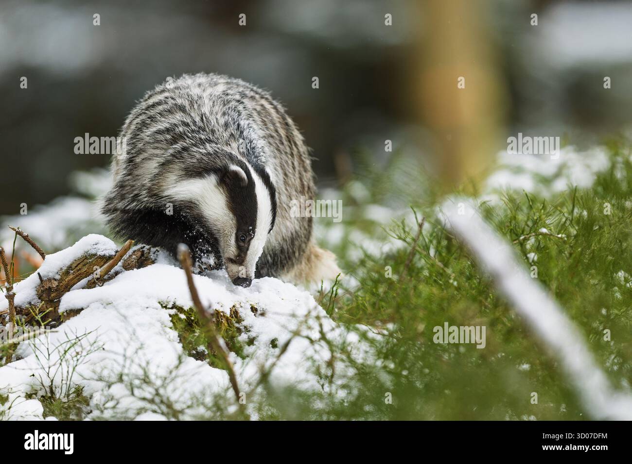 Alter Europäischer Dachs (Meles meles) im Winterwald Stockfoto
