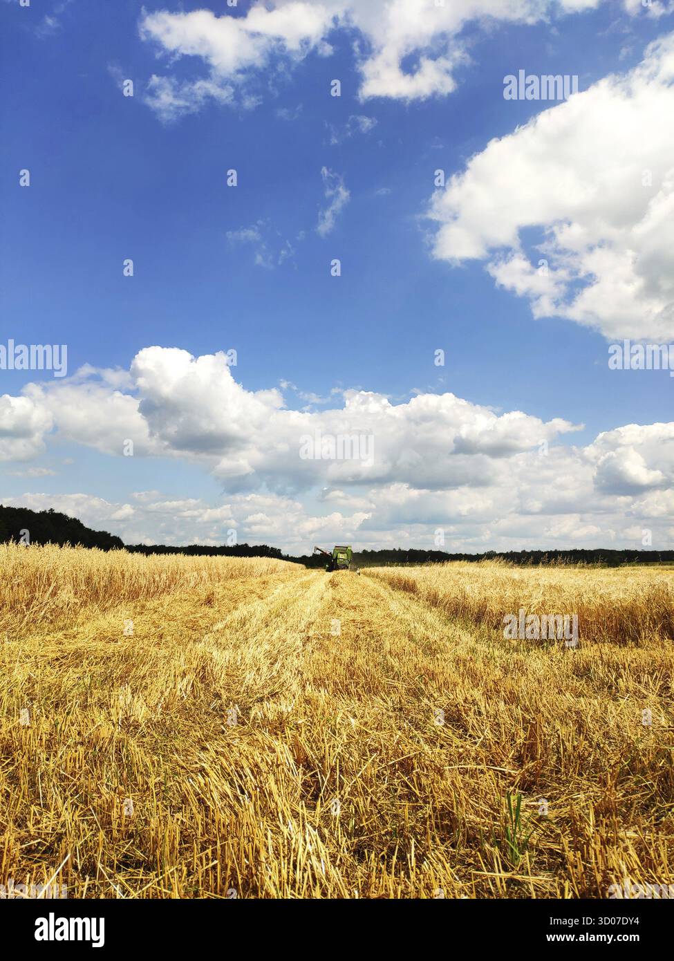 Ein moderner Mähdrescher, der auf einem Weizenfeld arbeitet, auf landwirtschaftlichen Flächen erntet. Störche gehen und sammeln Weizen verstreut in den Feldern Stockfoto