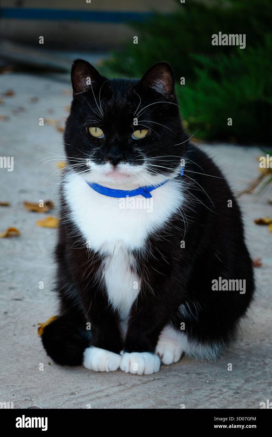 Schwarz-weiße Smoking Katze sitzt draußen auf einem Betonweg mit blauem Kragen. Stockfoto