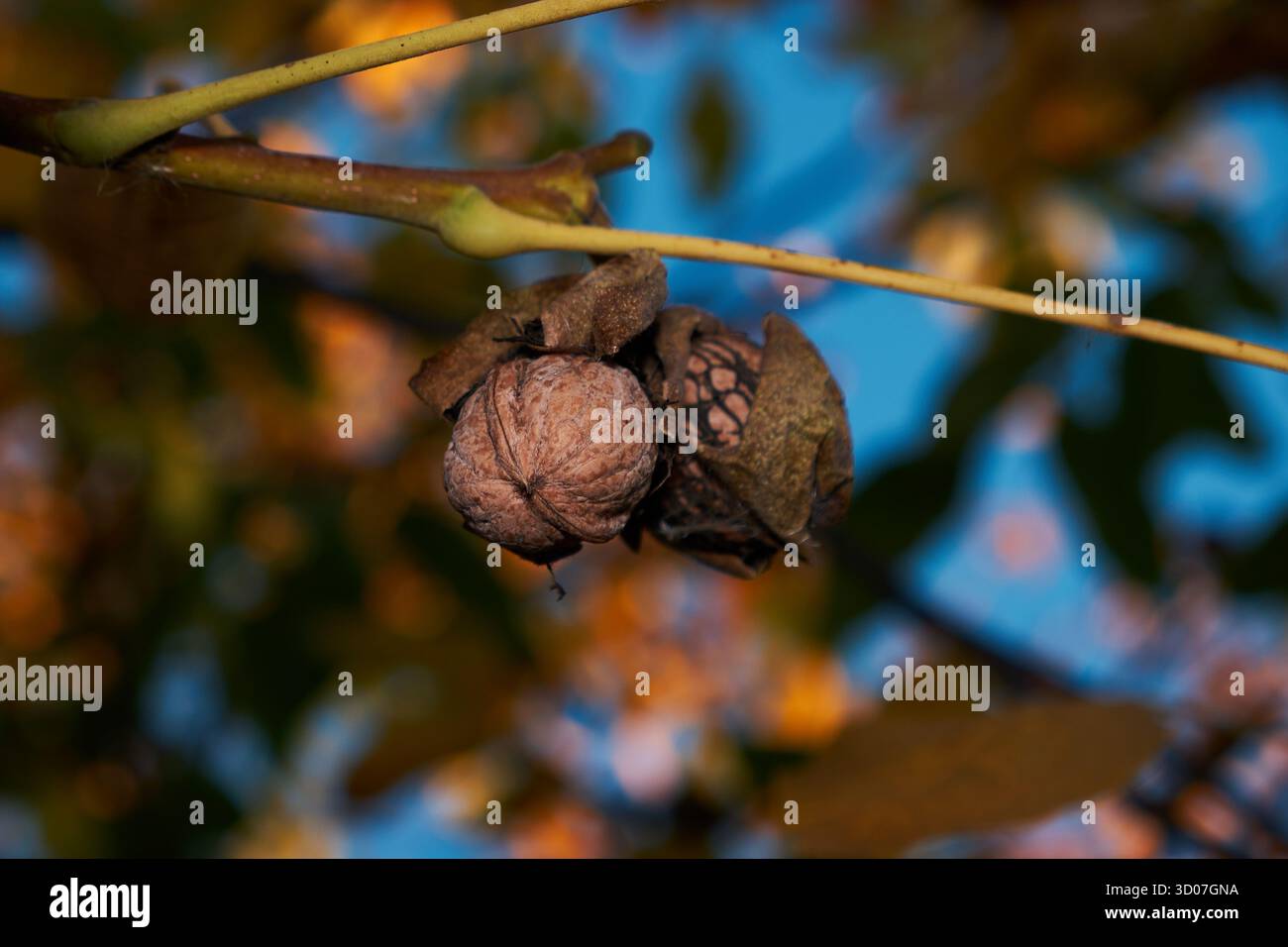 Walnussbaumzweig mit Reifen Walnüssen im Herbst. Reife Walnüsse in Schalen auf einem Baumzweig, bereit für die Ernte in der Herbstsaison. Stockfoto