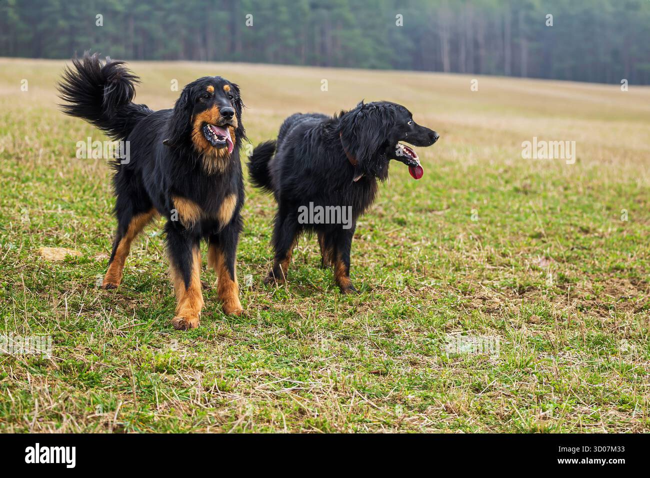 Männlicher schwarzer und goldener Hovie-Hund, ein paar Hunde auf der Wiese Stockfoto