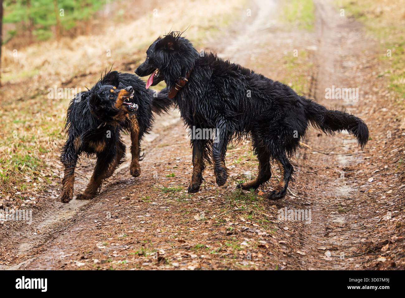 Männlicher schwarzer und goldener Hovie-Hund, zwei Hunde, die zusammen kämpfen Stockfoto