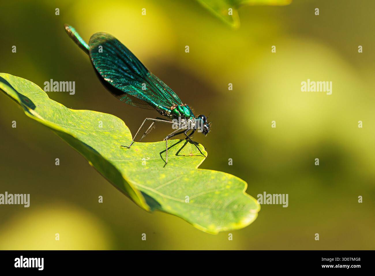 Die Libelle ist auf einem Eichenblatt gebreitet Stockfoto