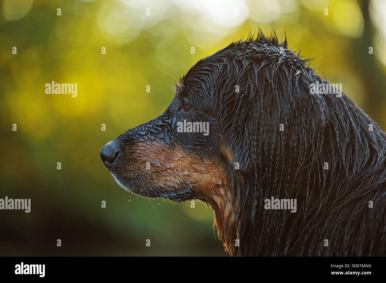 Schwarz-goldenes Hovie Dog hovawart Porträt mit hellem Hintergrund Stockfoto