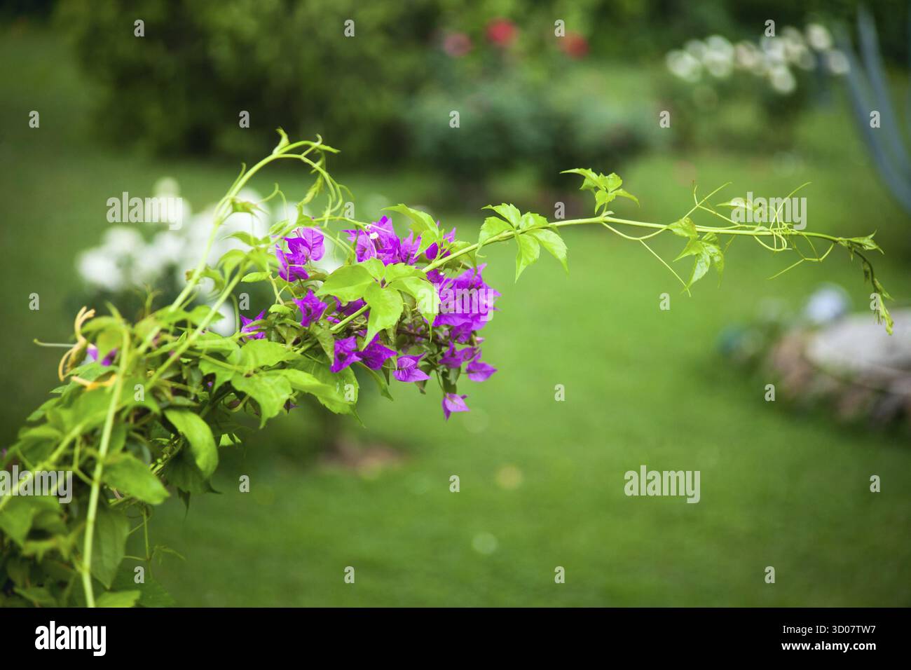 Blühender Rosenstrauch im Garten Stockfoto