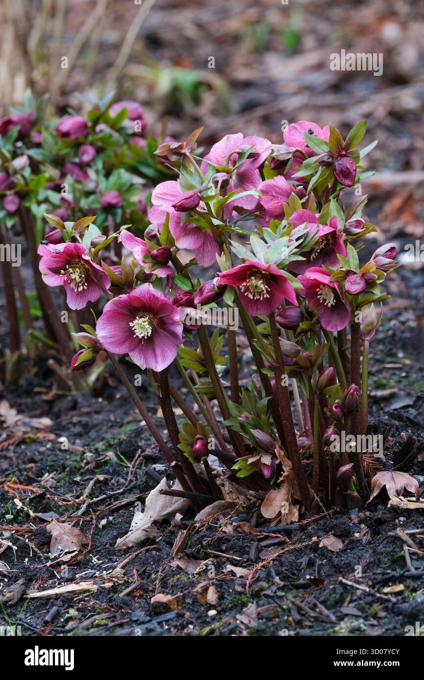 Helleborus x hybridus Red Lady, hellebore Red Lady, Helleborus orientalis Red Lady, gezackte, dunkelgrüne Blätter, tiefrote Blüten, im Spätwinter Stockfoto