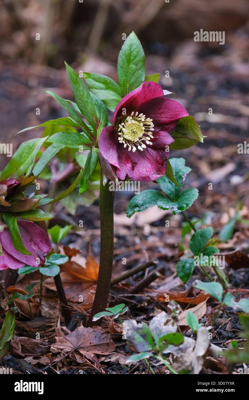 Helleborus x hybridus Red Lady, hellebore Red Lady, Helleborus orientalis Red Lady, gezackte, dunkelgrüne Blätter, tiefrote Blüten, im Spätwinter Stockfoto