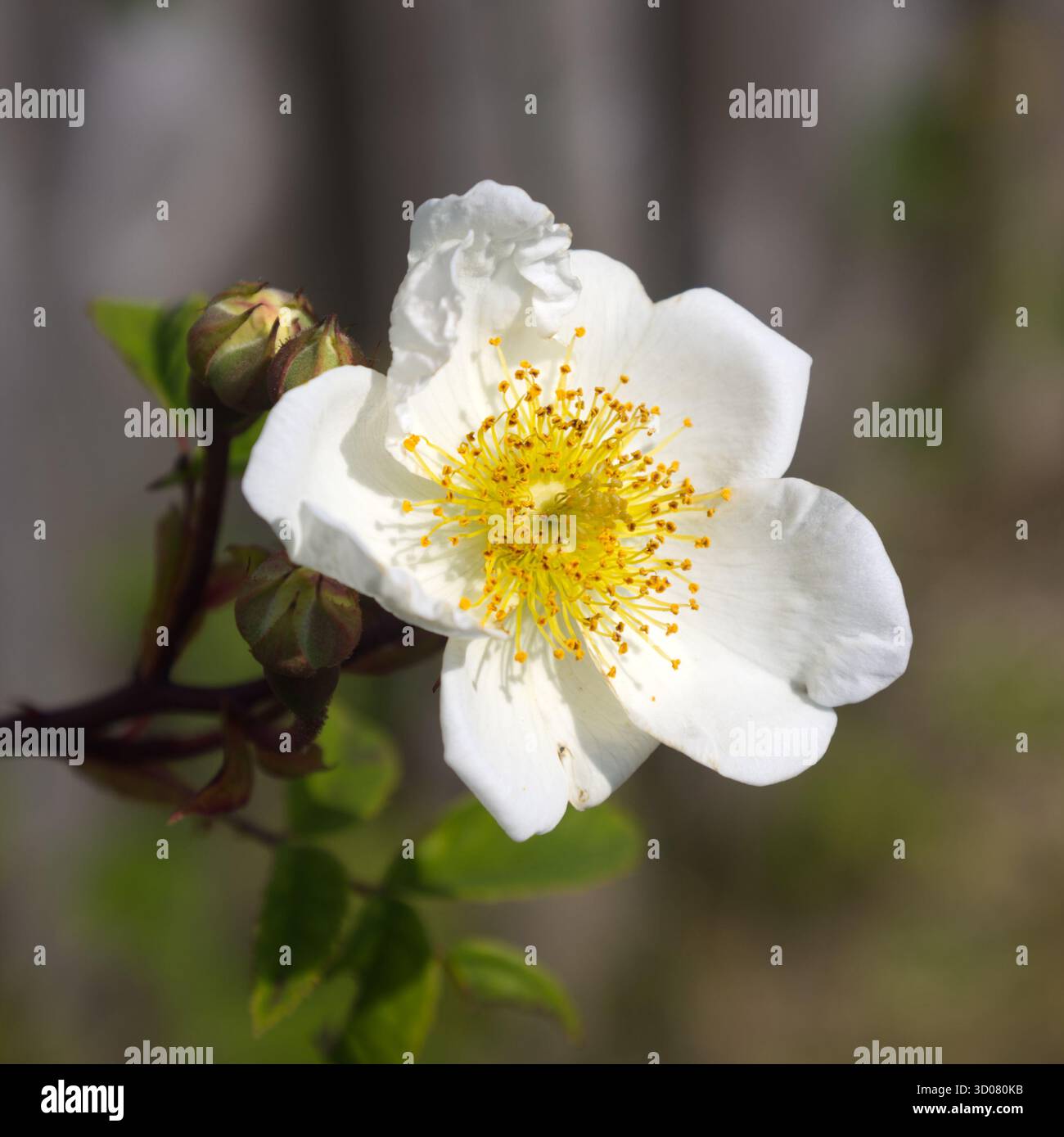 Eine Nahaufnahme einer wilden, umherziehenden Rose. Diese Feldrose hat einen natürlichen, unscharfen Hintergrund mit Platz zum Kopieren von Text Stockfoto