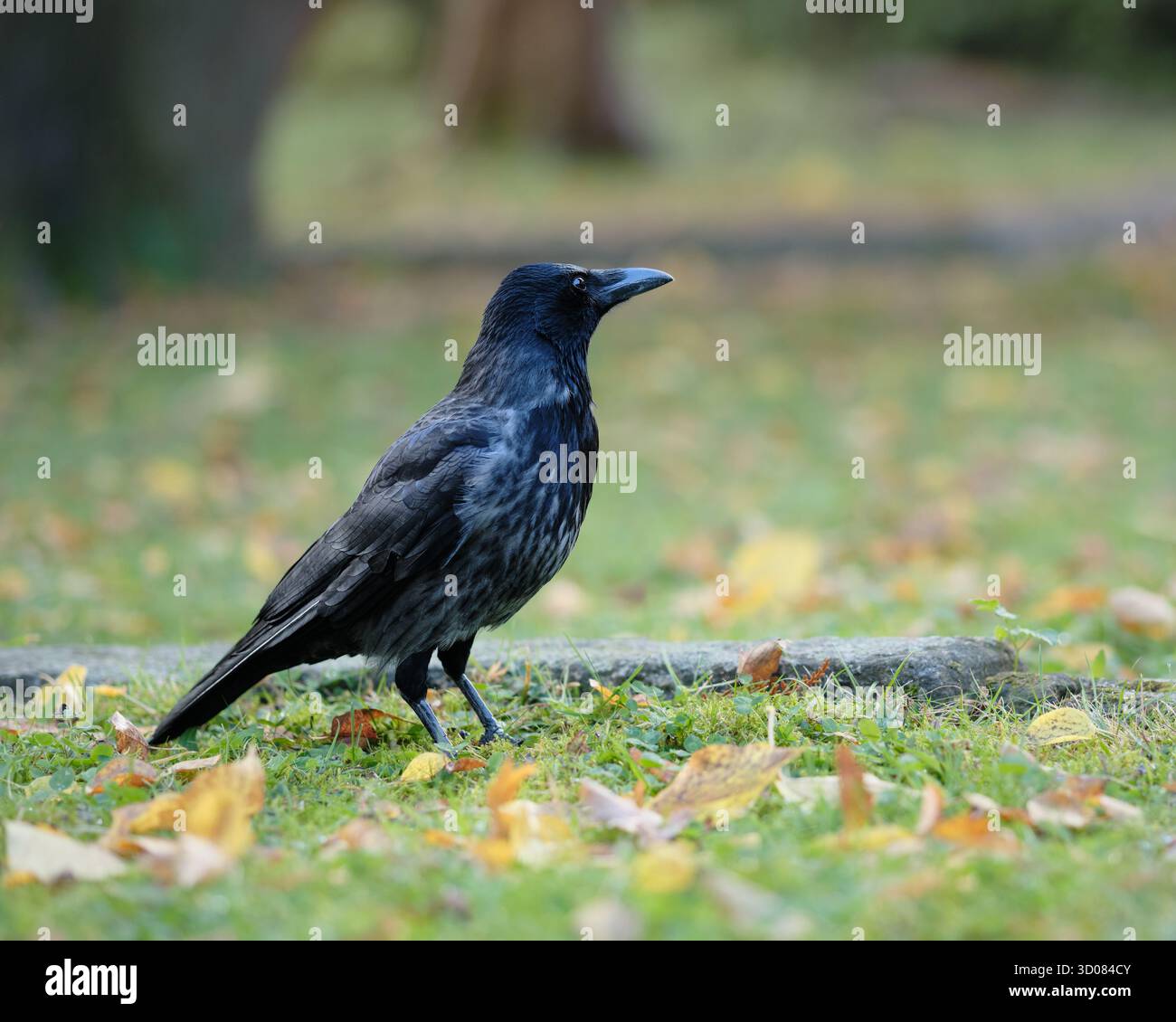 Eine einsame Krähe, die auf Herbstgras steht, bedeckt mit gefallenen Blättern. Stockfoto