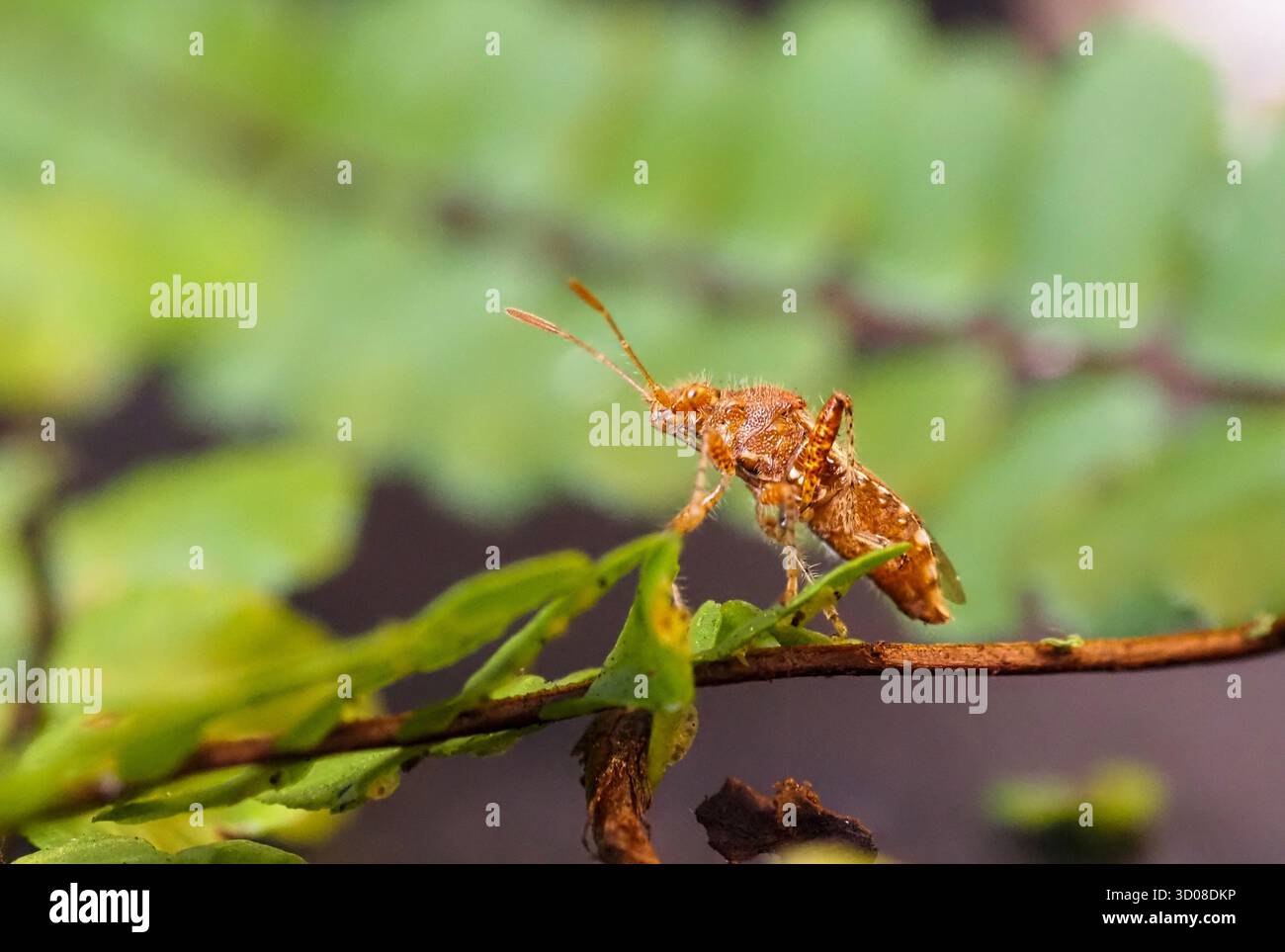 Eine kleine Pflanzenkäfer, Rhopalus subrufus, auf einem Farn. Plymouth, Großbritannien. Stockfoto