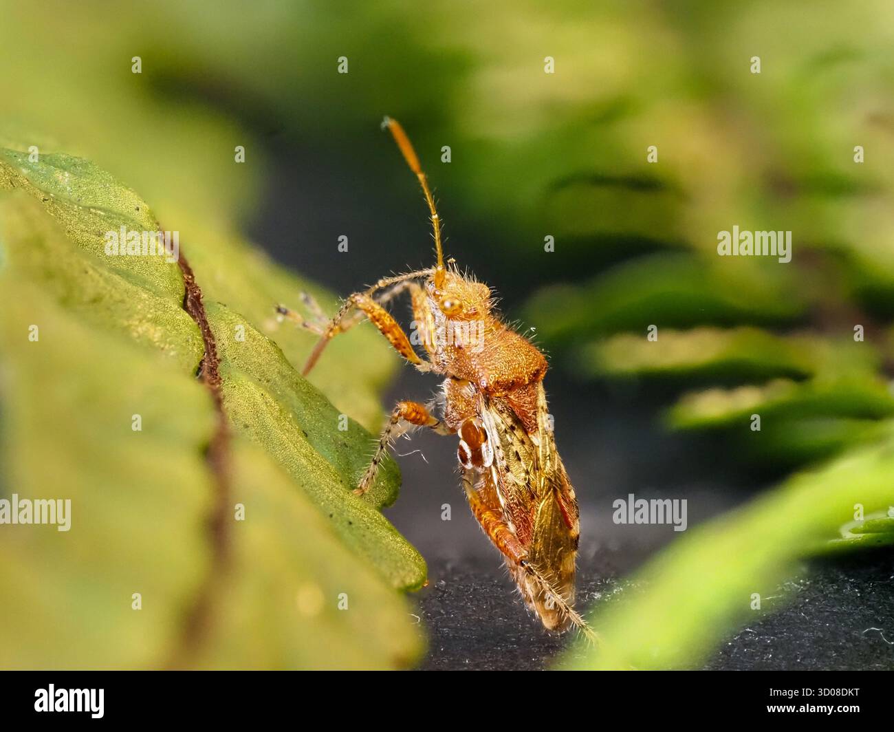 Eine kleine Pflanzenkäfer, Rhopalus subrufus, auf einem Farn. Plymouth, Großbritannien. Stockfoto