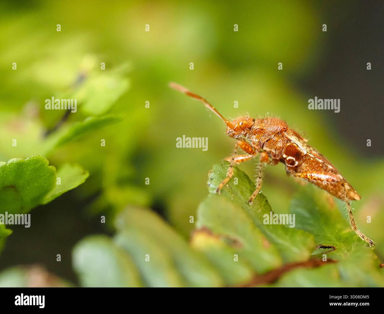Eine kleine Pflanzenkäfer, Rhopalus subrufus, auf einem Farn. Plymouth, Großbritannien. Stockfoto
