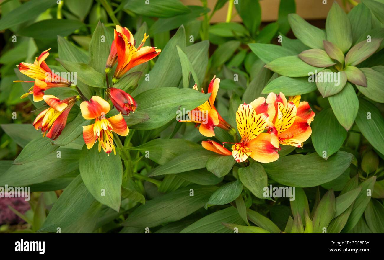 Mappleborough Green Garden Centre Stockfoto