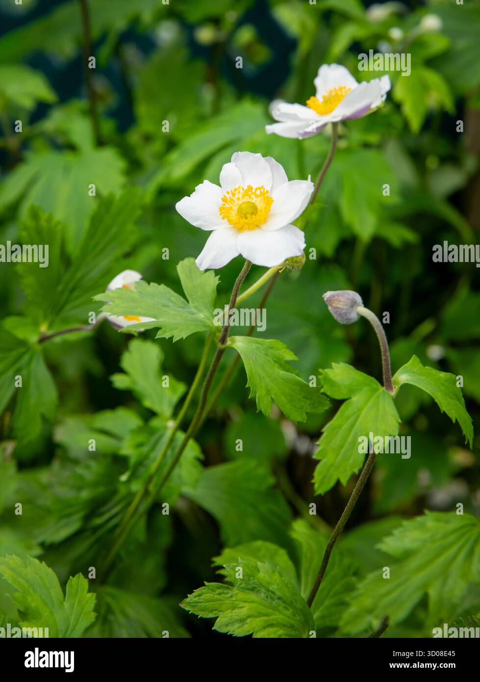 Mappleborough Green Garden Centre Stockfoto