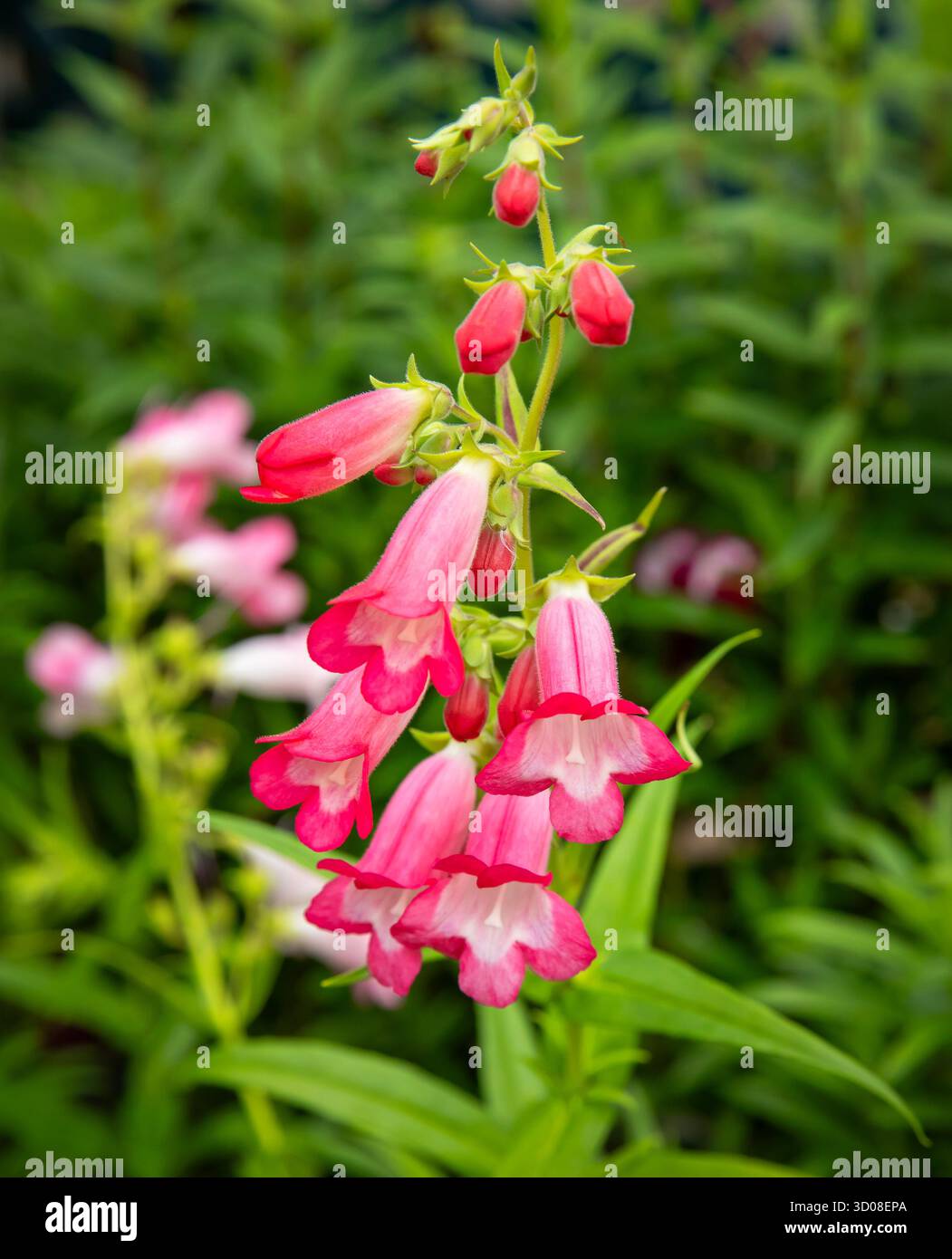 Mappleborough Green Garden Centre Stockfoto