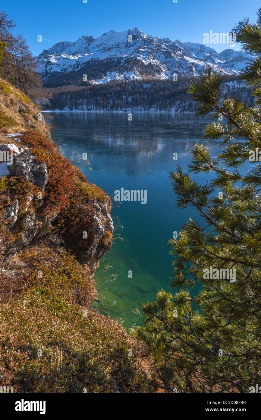 Silsersee oder Silsersee im Schweizer Engadin an einem perfekten Wintertag mit blauem Wasser und schneebedeckten Bergen. Stockfoto