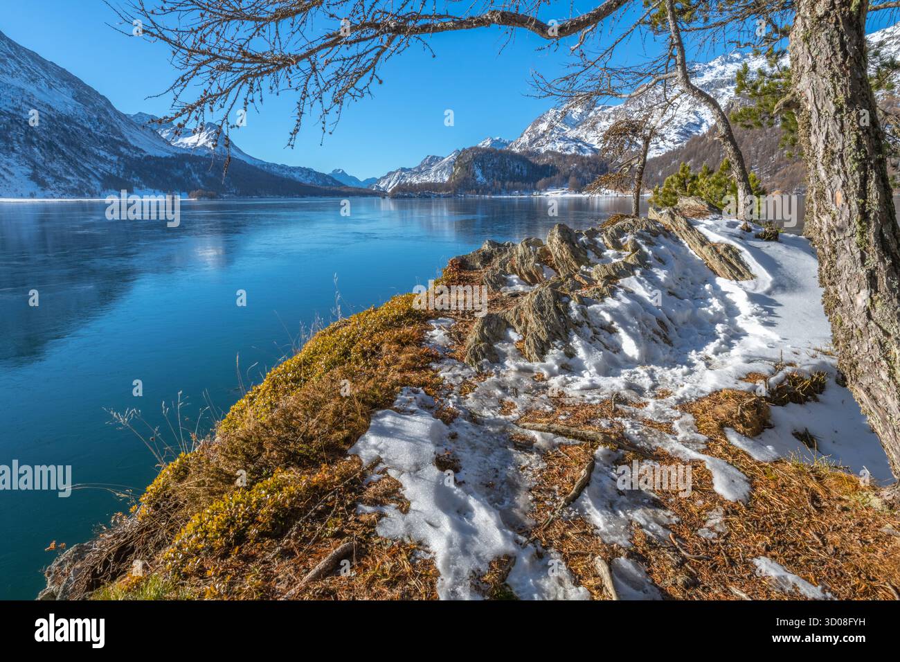 Der Baumzweig bietet einen perfekten Blick auf den Winter von einem kap oder Felsvorsprung im Silsersee oder im Schweizerischen Engadin. Stockfoto