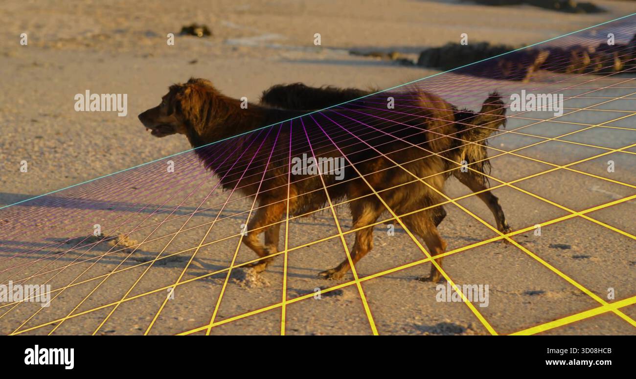 Spazierender dunkelbrauner Hund, der die sandige Küste mit kleinerem Hund und gelb-violettem Gitterüberzug erkundet Stockfoto