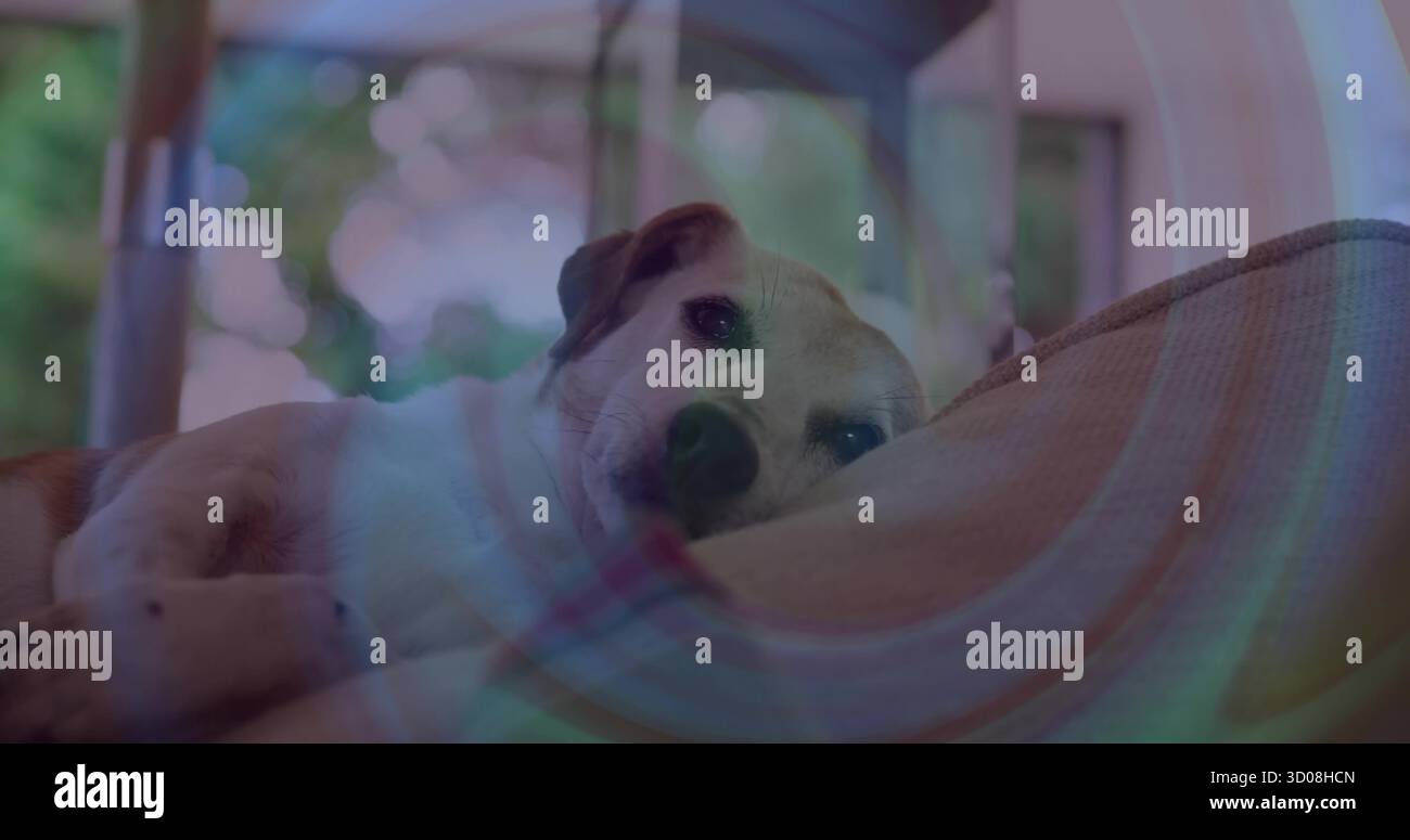 Ein kleiner weiß-brauner Hund, der auf einer überdachten Hängematte auf der Veranda mit beigem Kissen in die Kamera blickt Stockfoto