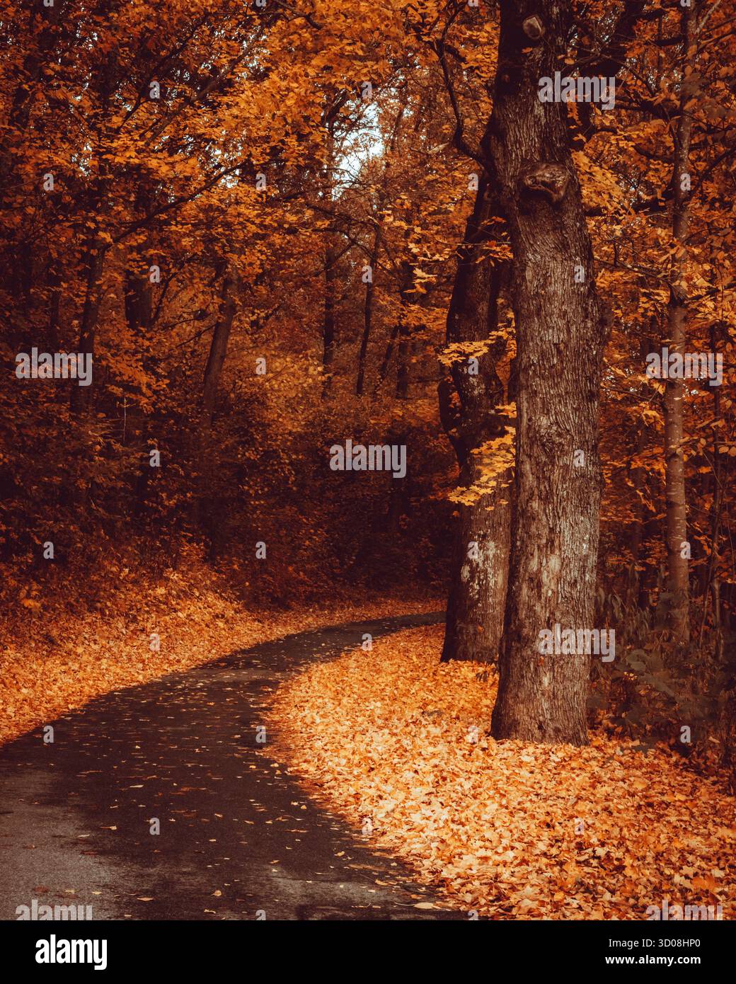 Verwinkelter Waldweg umgeben von leuchtendem orangefarbenem Laub im Herbst, malerische Waldlandschaft. Stockfoto