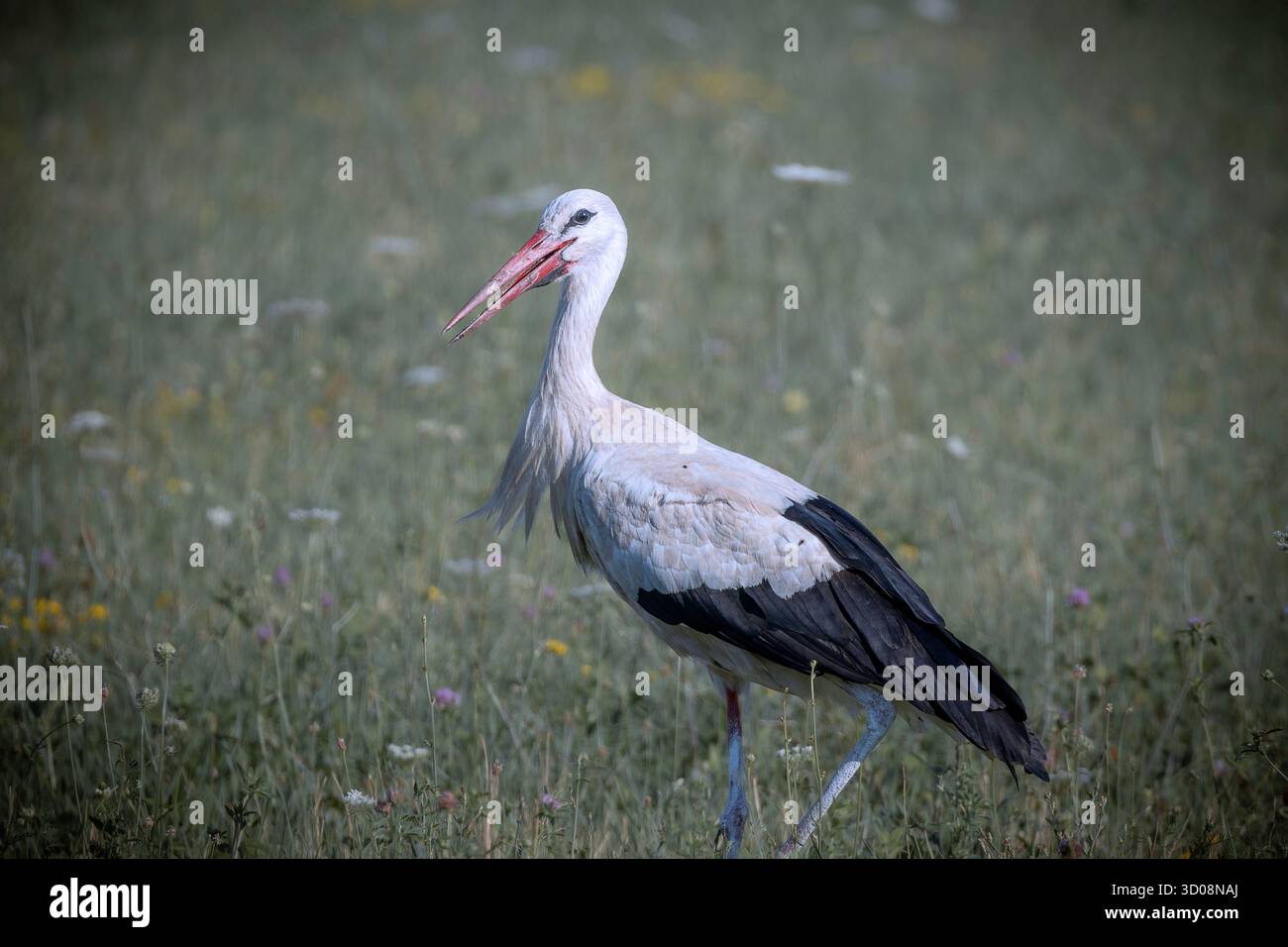 Weißstorch auf der Nahrungssuche auf grünem Rasen (Ciconia ciconia) Stockfoto