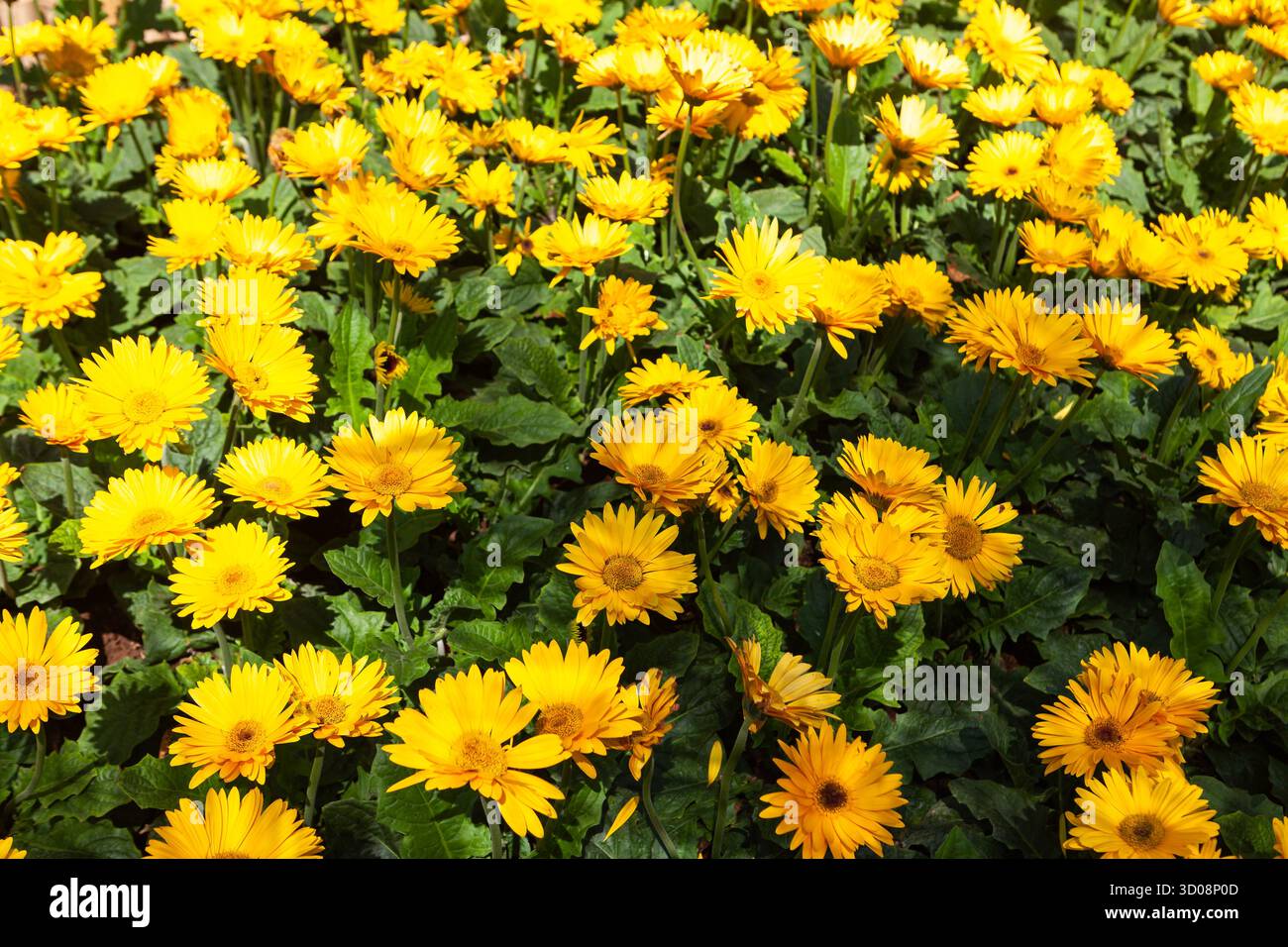 Wunderschöne gelbe Gerbera-Blumen beim Chiang Mai Blumenfest in Thailand. Stockfoto