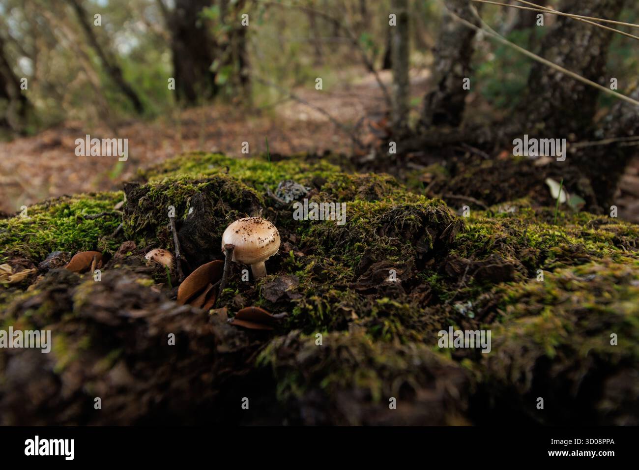 Wilde Pilze, die aus dem dichten Moos des Unterbaus im Herzen des Naturparks Font Roja von Alcoy hervorgehen Stockfoto
