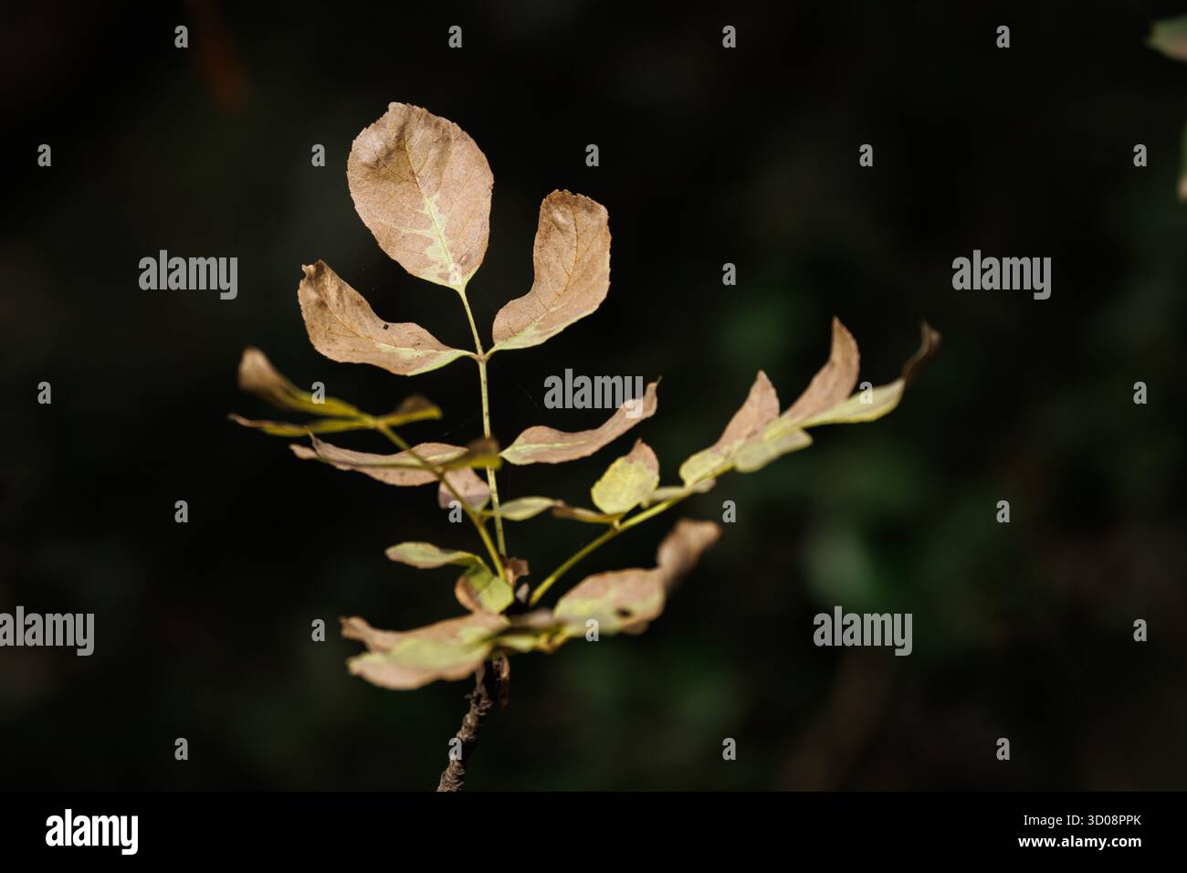 Herbstblätter der blühenden Asche (Fraxinus ornus) im Naturpark Font Roja in Alcoy, Spanien. Stockfoto