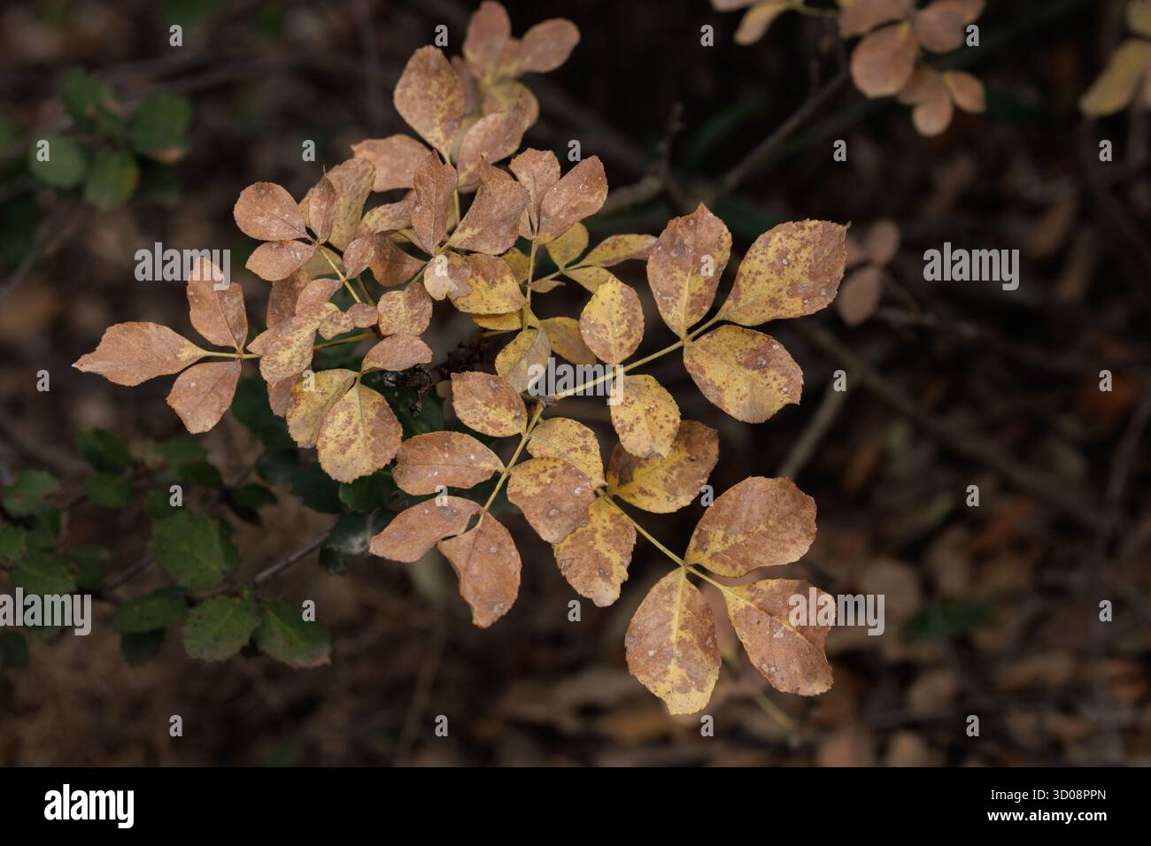 Herbstblätter der blühenden Asche (Fraxinus ornus) im Naturpark Font Roja in Alcoy, Spanien. Stockfoto