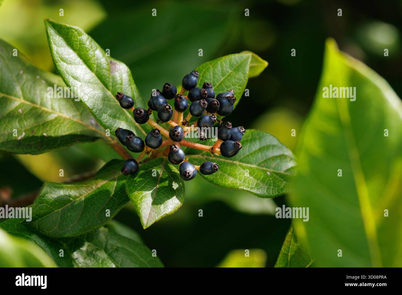 Wilder Lorbeerbaum Viburnum tinus mit Beeren im Herbst, Alcoy, Spanien Stockfoto