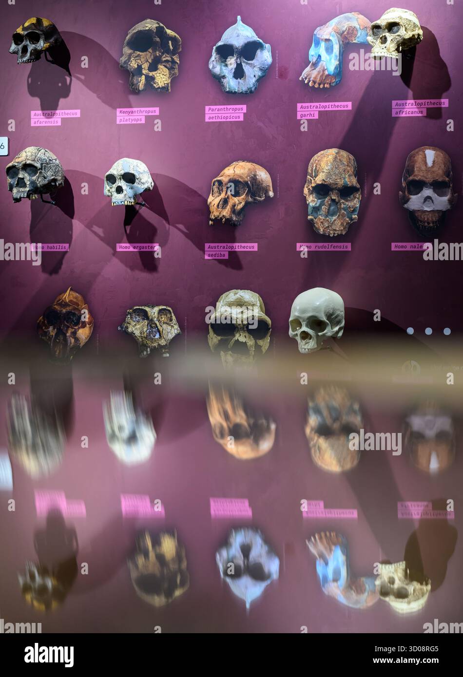 22. Oktober 2025, Sachsen, Chemnitz: Schädelnachbildungen früherer menschlicher Formen sind im Staatlichen Archäologischen Museum Chemnitz zu sehen. Mit der neuen Sonderausstellung begibt sich das Museum auf eine archäologische Suche nach Spuren der Wiege der Menschheit. Die Show „Planet Africa“ ist dem afrikanischen Kontinent gewidmet. Ab Donnerstag (23.10.2025) zeigt die Ausstellung die Ergebnisse zehnjähriger intensiver archäologischer Forschung. Sie war bisher in Berlin, München, Rabat (Marokko), Nairobi (Kenia) und Lobamba (Eswatini) zu sehen und wird bis Mitte April in Sachsen gezeigt Stockfoto