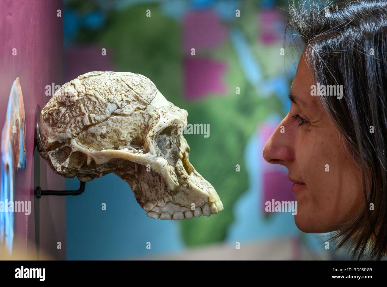 22. Oktober 2025, Sachsen, Chemnitz: Christina Michel, Kuratorin am Staatlichen Archäologischen Museum Chemnitz, untersucht ein haptisches Modell des Schädels eines Australopithecus africanus. Mit der neuen Sonderausstellung begibt sich das Museum auf eine archäologische Suche nach Spuren der Wiege der Menschheit. Die Show „Planet Africa“ ist dem afrikanischen Kontinent gewidmet. Ab Donnerstag (23.10.2025) zeigt die Ausstellung die Ergebnisse zehnjähriger intensiver archäologischer Forschung. Sie wurde zuvor in Berlin, München, Rabat (Marokko), Nairobi (Kenia) und Lobamba (Eswati) ausgestellt Stockfoto