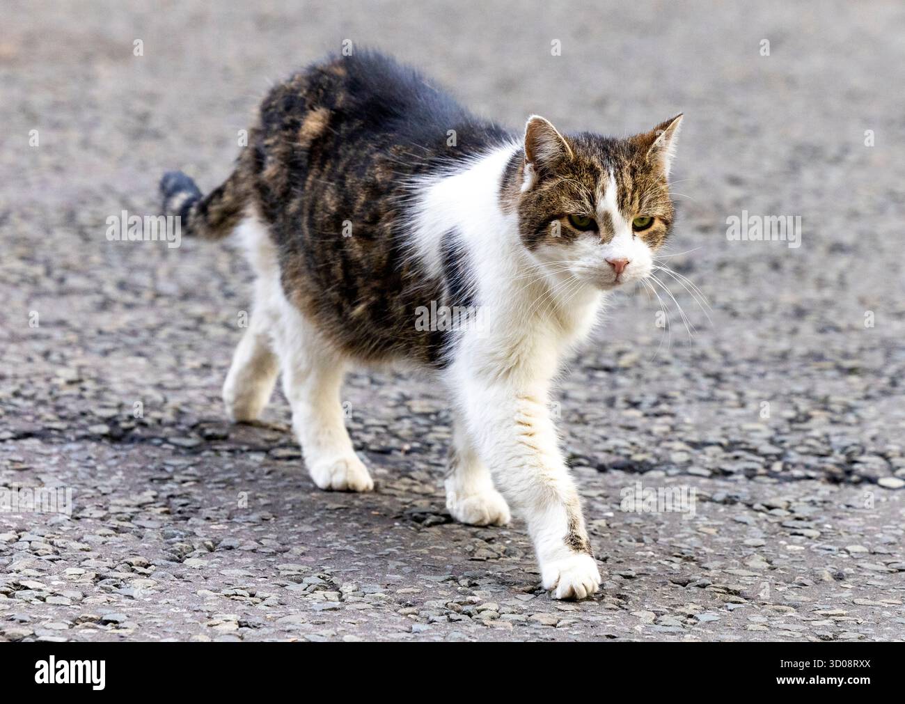 London, Großbritannien. Oktober 2025. Larry the Cat, Chief Mouser im Finanzministerium, auf dem Streifzug in der Downing Street. Premierminister Keir Starmer verlässt Nummer 10, um Fragen zum Premierminister zu stellen. Er wird dem konservativen Führer Kemi Badenoch gegenüber gegenüberstehen. Quelle: Mark Thomas/Alamy Live News Stockfoto