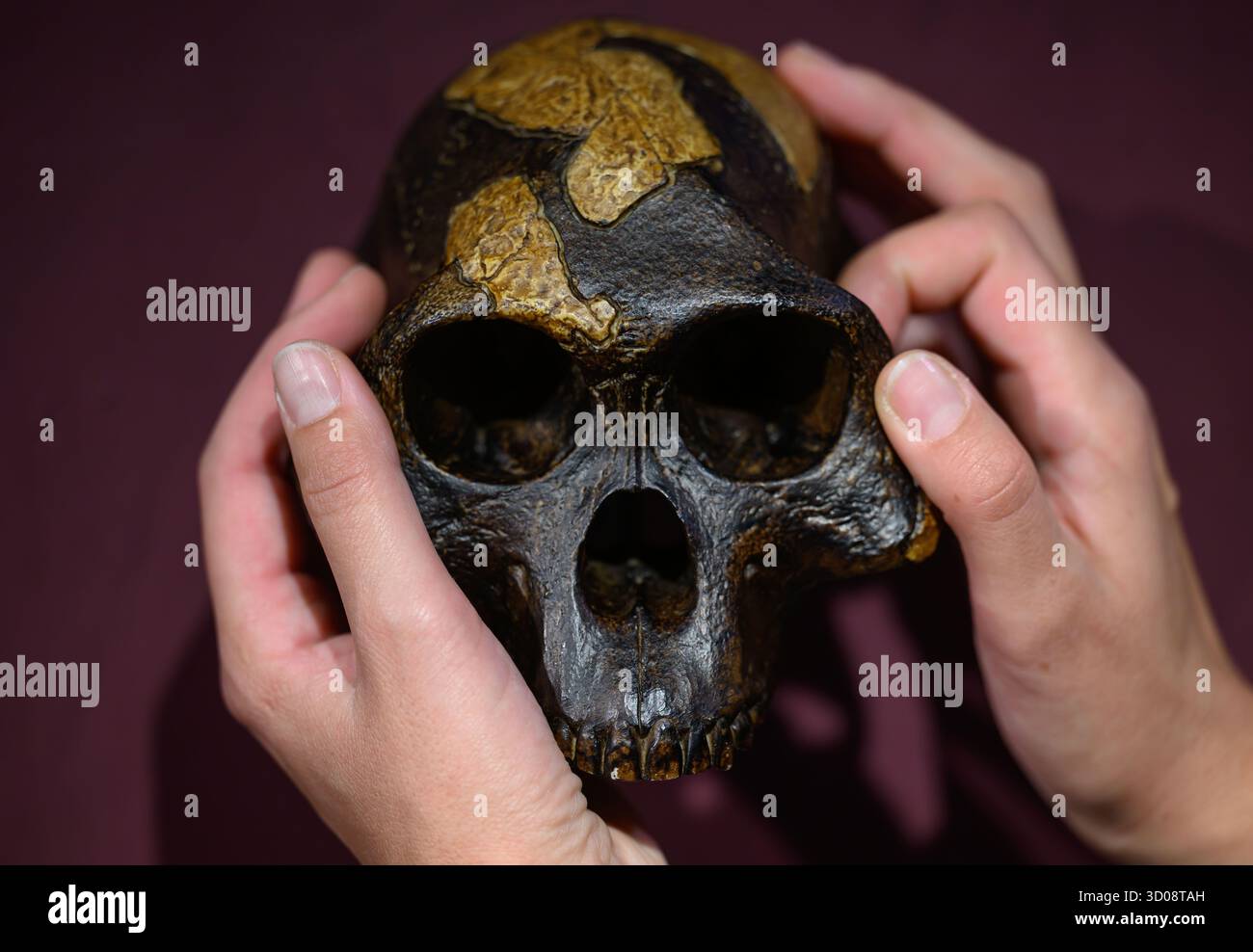 22. Oktober 2025, Sachsen, Chemnitz: Christina Michel, Kuratorin am Landesmuseum für Archäologie in Chemnitz, spürt den Nachbau eines Schädels Australopithecus afarensis. Mit der neuen Sonderausstellung begibt sich das Museum auf eine archäologische Suche nach Spuren der Wiege der Menschheit. Die Show „Planet Africa“ ist dem afrikanischen Kontinent gewidmet. Ab Donnerstag (23.10.2025) zeigt die Ausstellung die Ergebnisse zehnjähriger intensiver archäologischer Forschung. Sie wurde zuvor in Berlin, München, Rabat (Marokko), Nairobi (Kenia) und Lobamba (Eswatini) ausgestellt und wird sich auch auf den Markt bringen Stockfoto