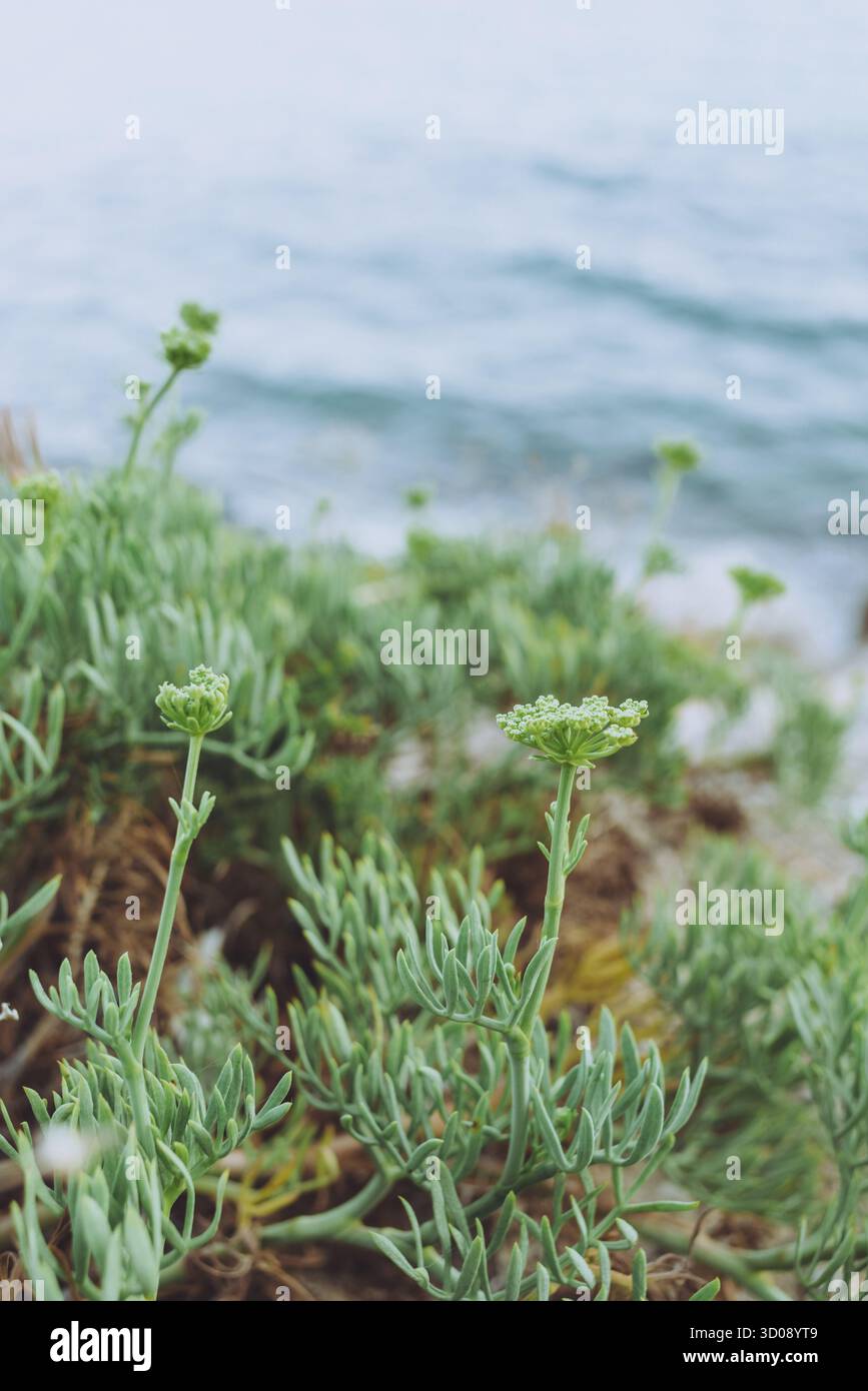 Nahaufnahme von Seefenchel an der felsigen Küste Stockfoto