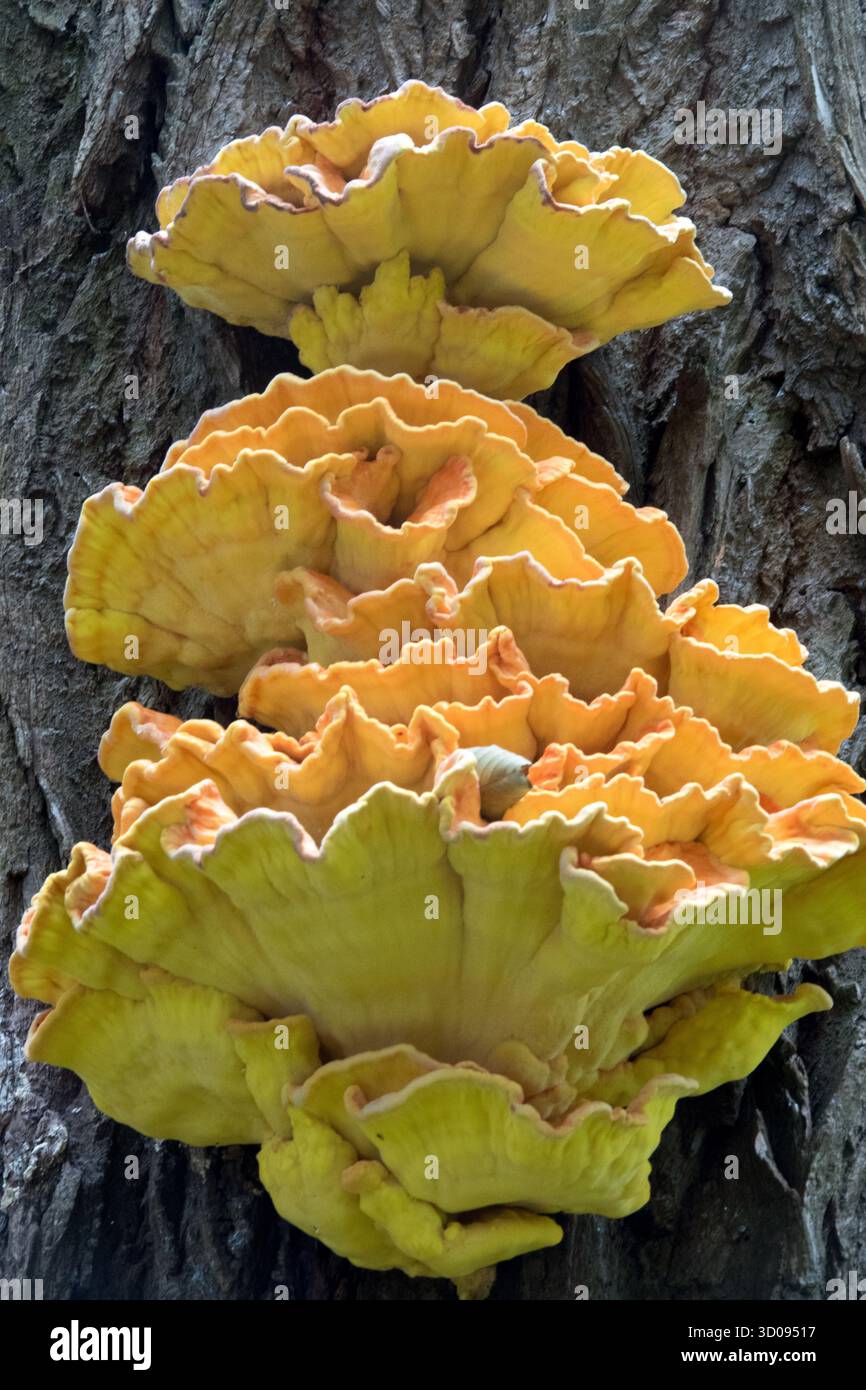 Waldpilz Laetiporus sulphureus, Parasit und Saprophyt – greift lebende Bäume an und verursacht Waldpilz Orange hymenium Stockfoto
