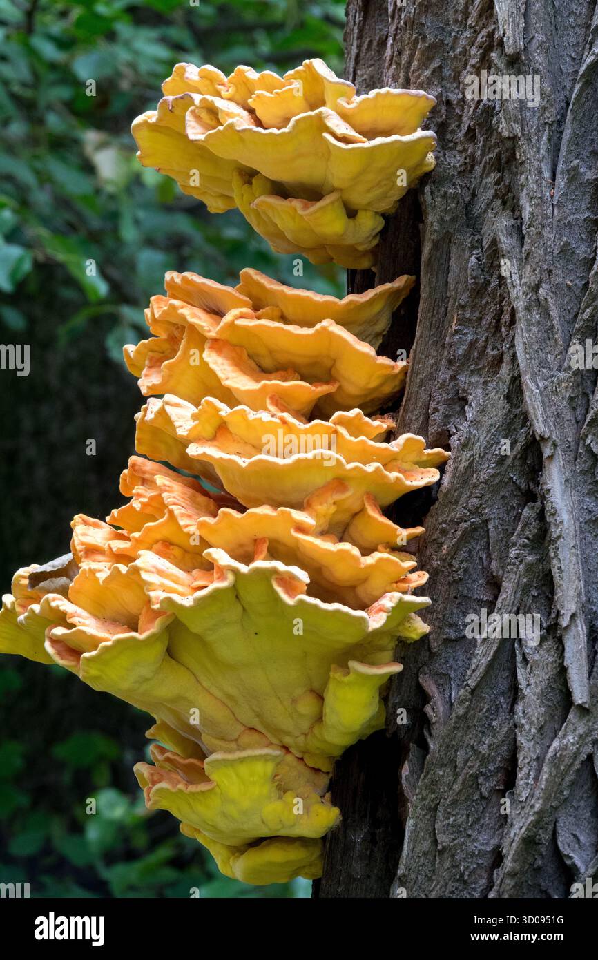 Huhn des Waldes, Laetiporus sulphureus Sulphur polypore wächst auf Baumstämmen Stockfoto
