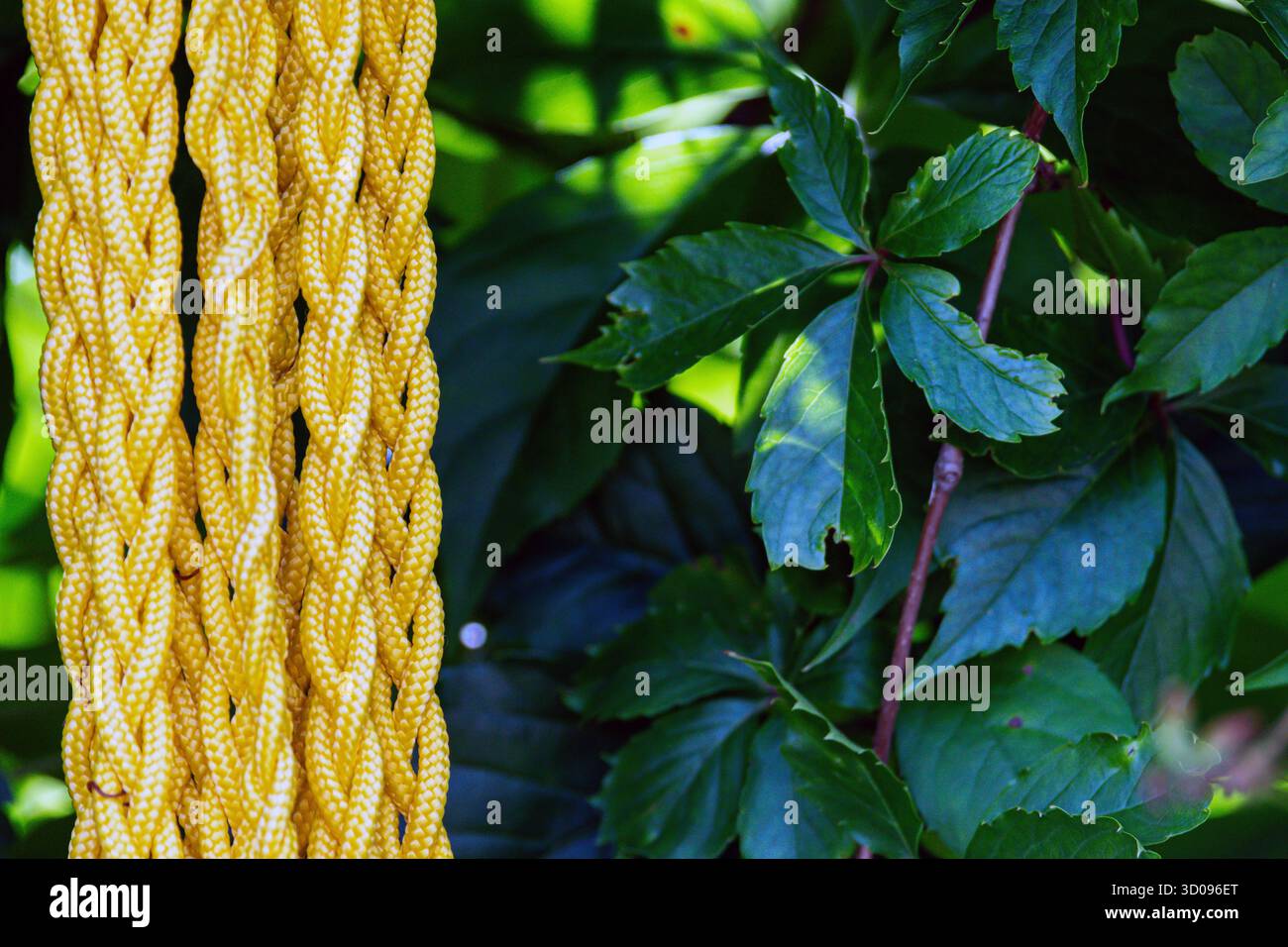 Gelbes geflochtenes Seil ist in einem sonnigen Garten gegen sattes grünes Laub gelegt. Stockfoto