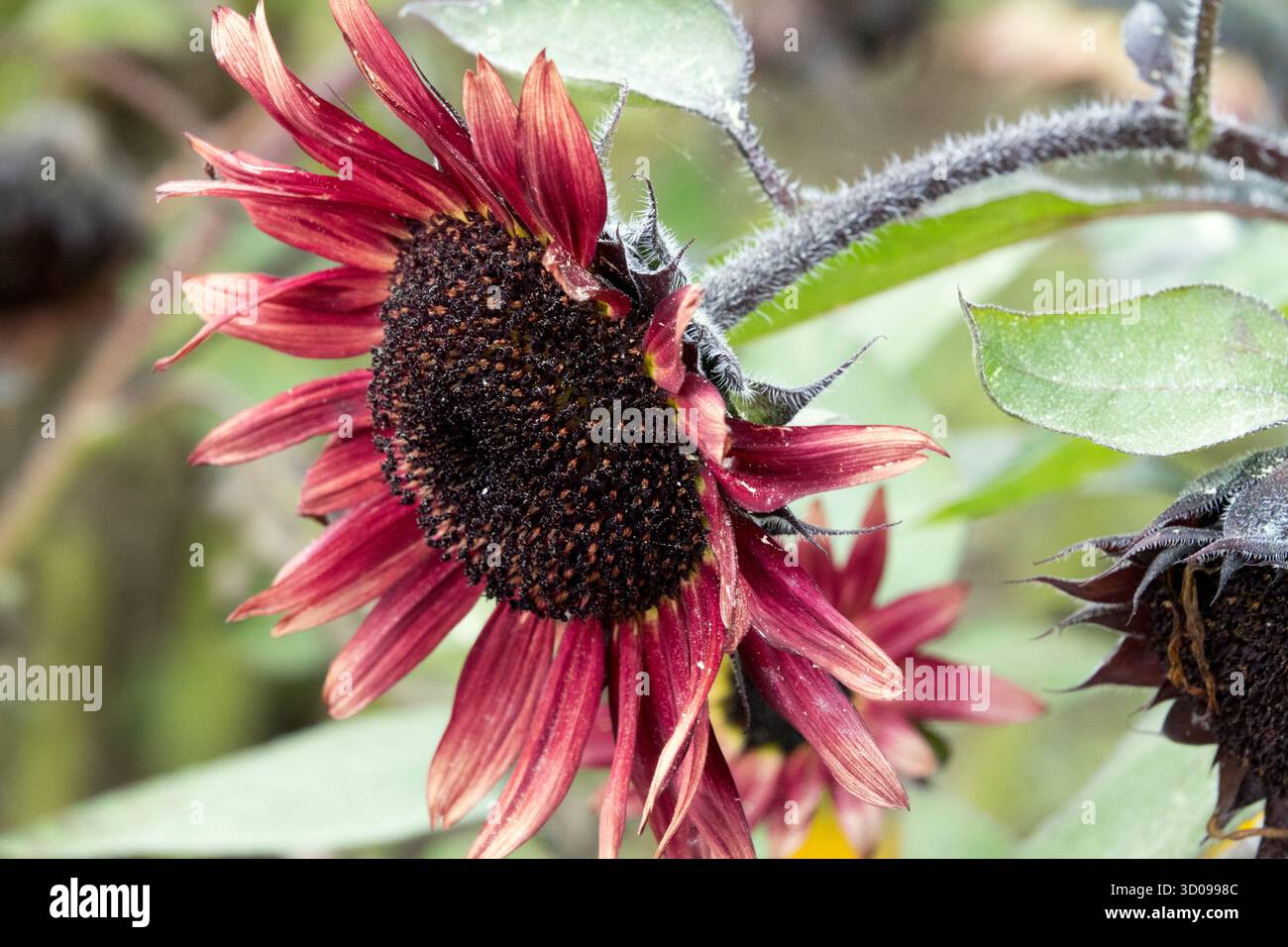 Roter Sonnenblumengarten Helianthus annuus Stockfoto