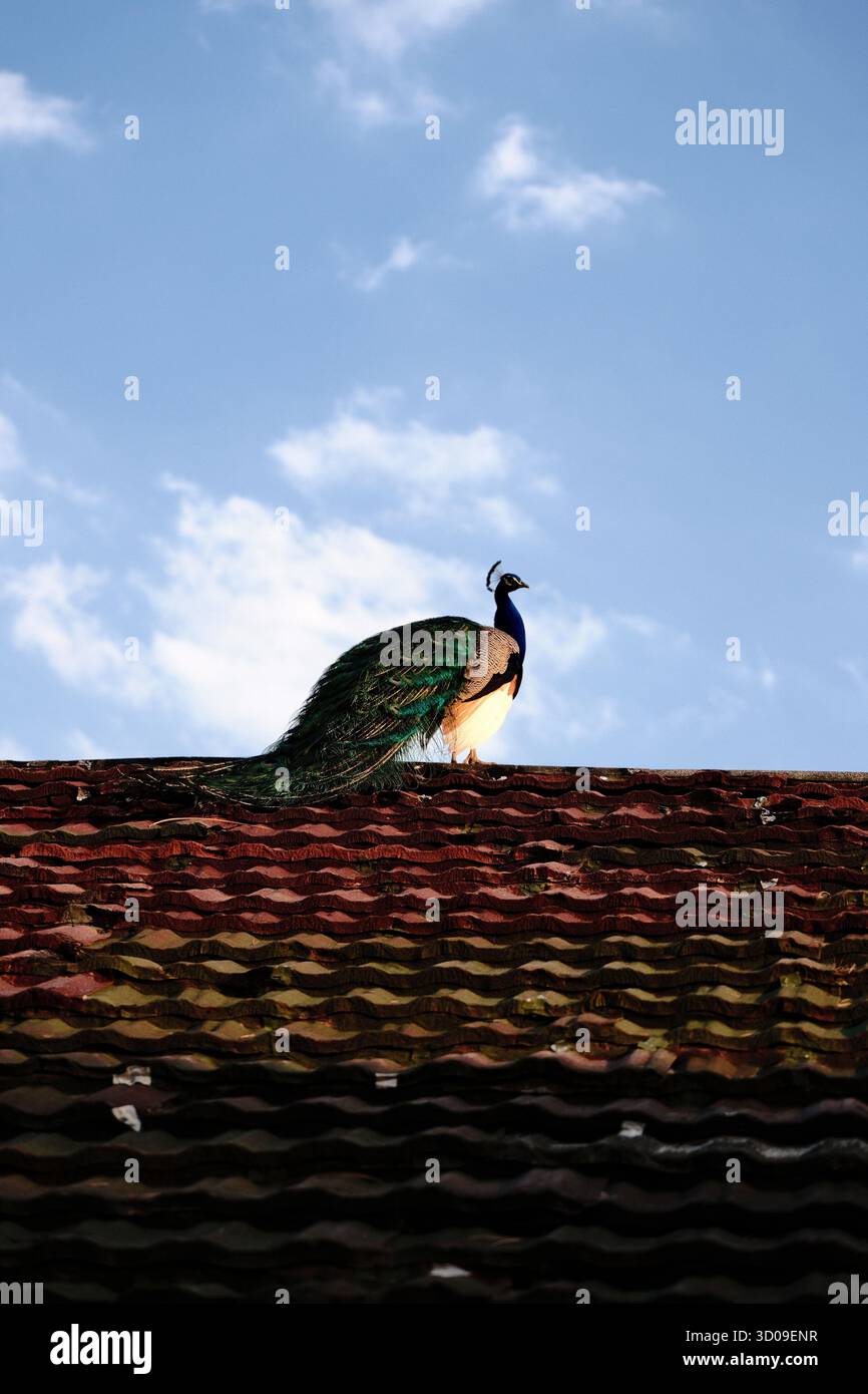 Pfau auf einem bunten Dach mit blauem Himmel im Hintergrund Stockfoto