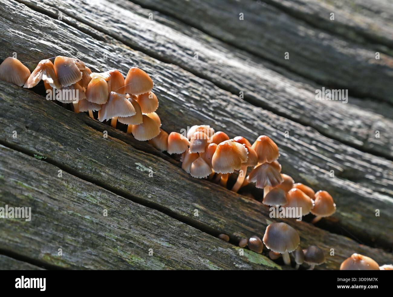 Brauner Pilz/Pilze auf Baumstamm Stockfoto
